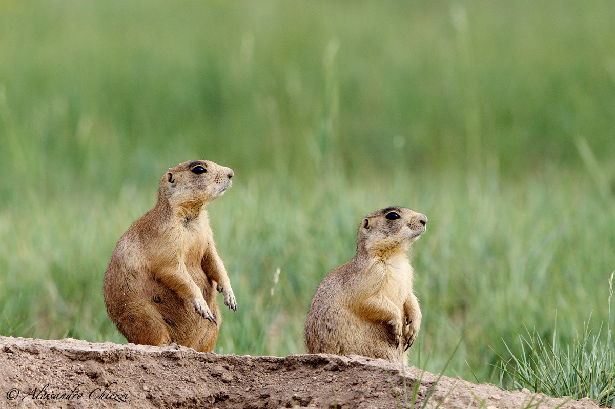Utah prairie dog