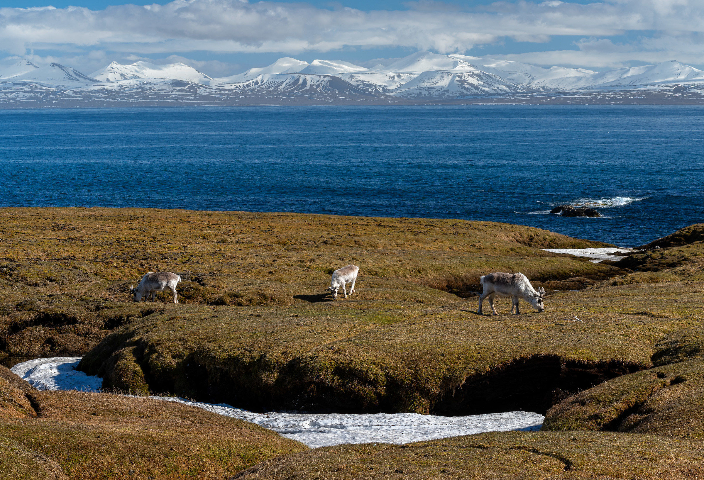 Renne alle Svalbard