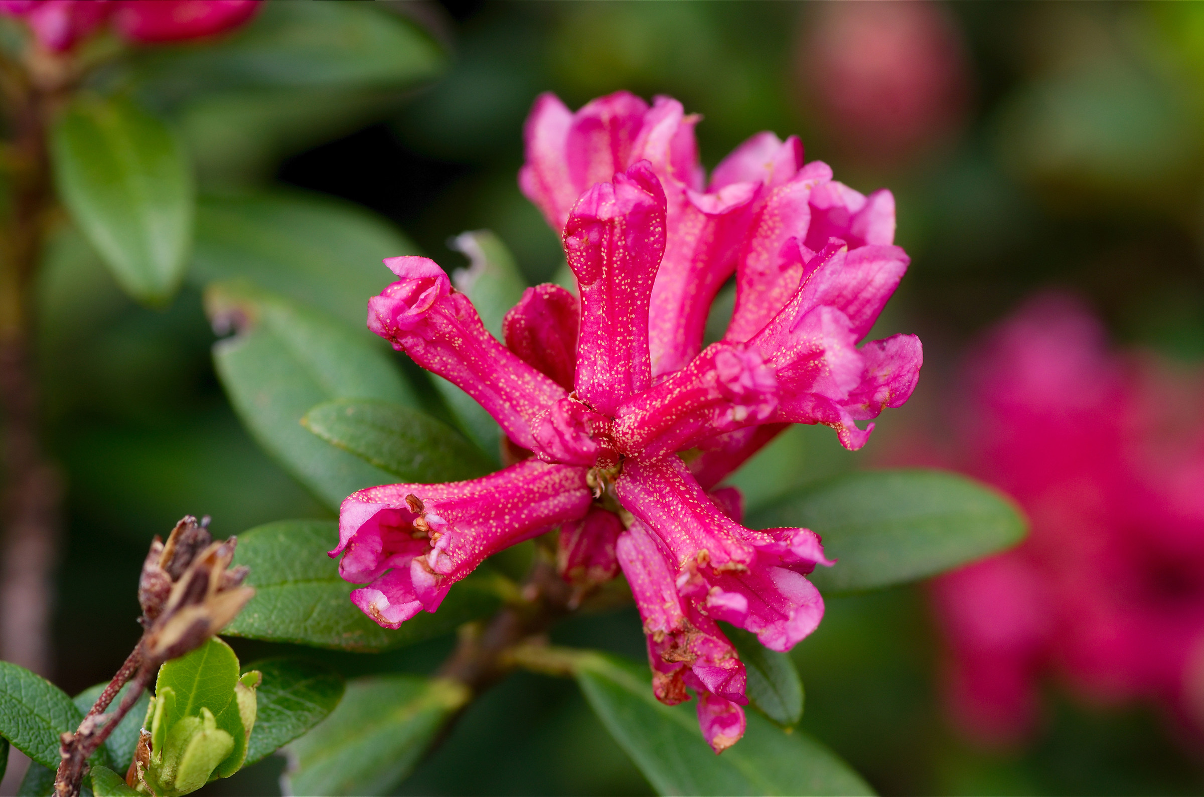 Rododendro di montagna