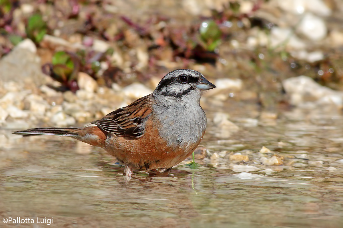 Zigolo muciatto (Emberiza cia)