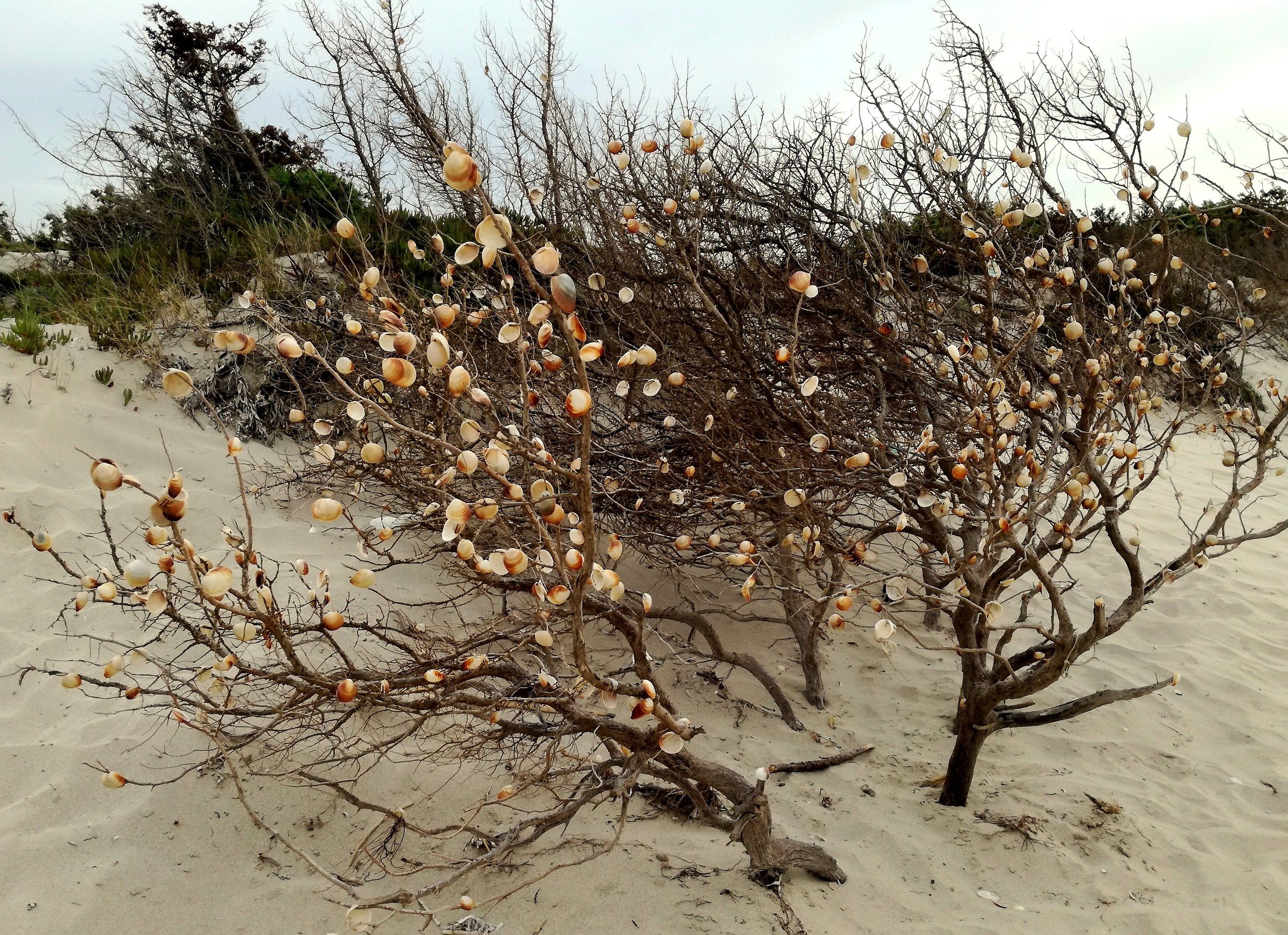 L'albero delle conchiglie