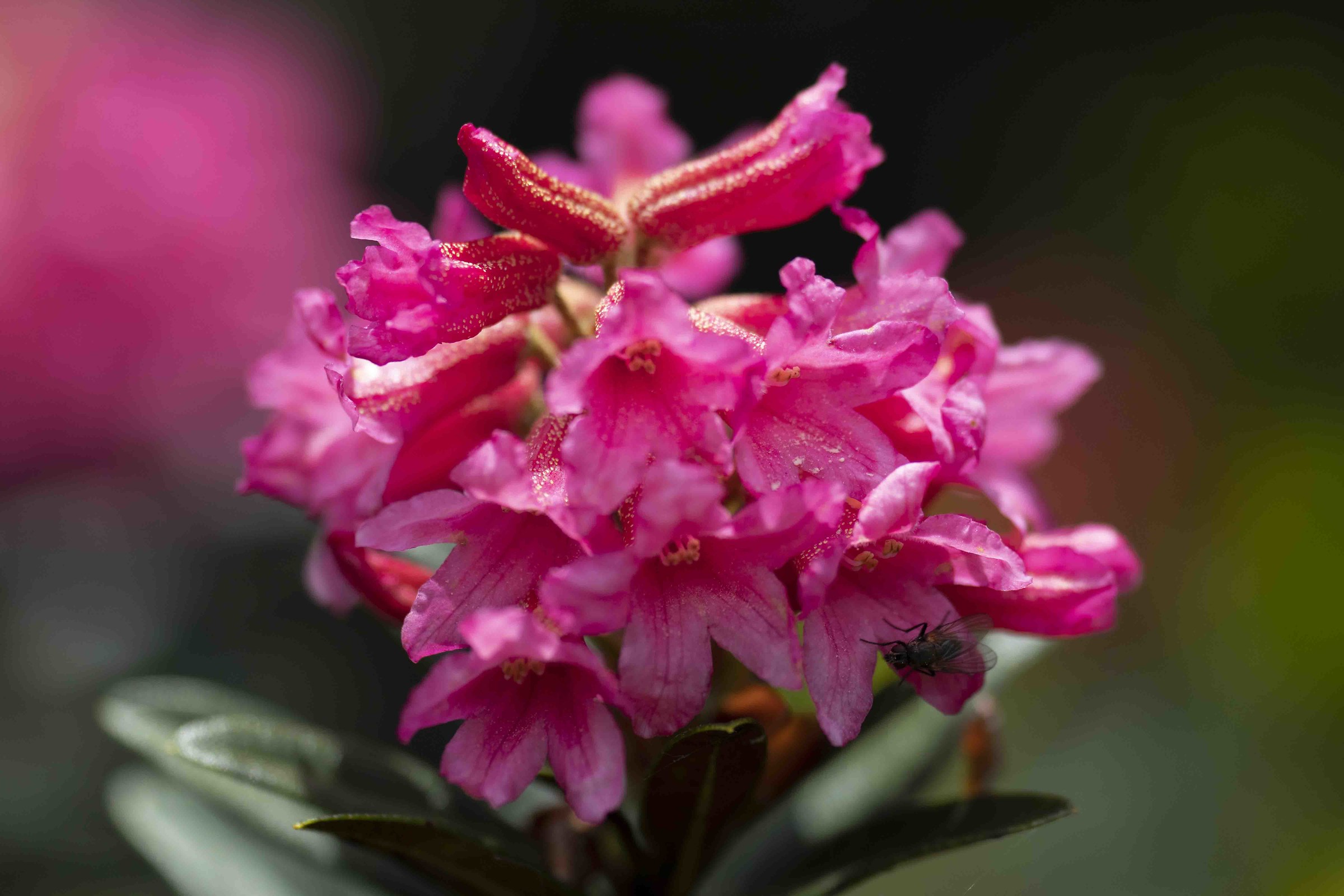 Rododendro di montagna