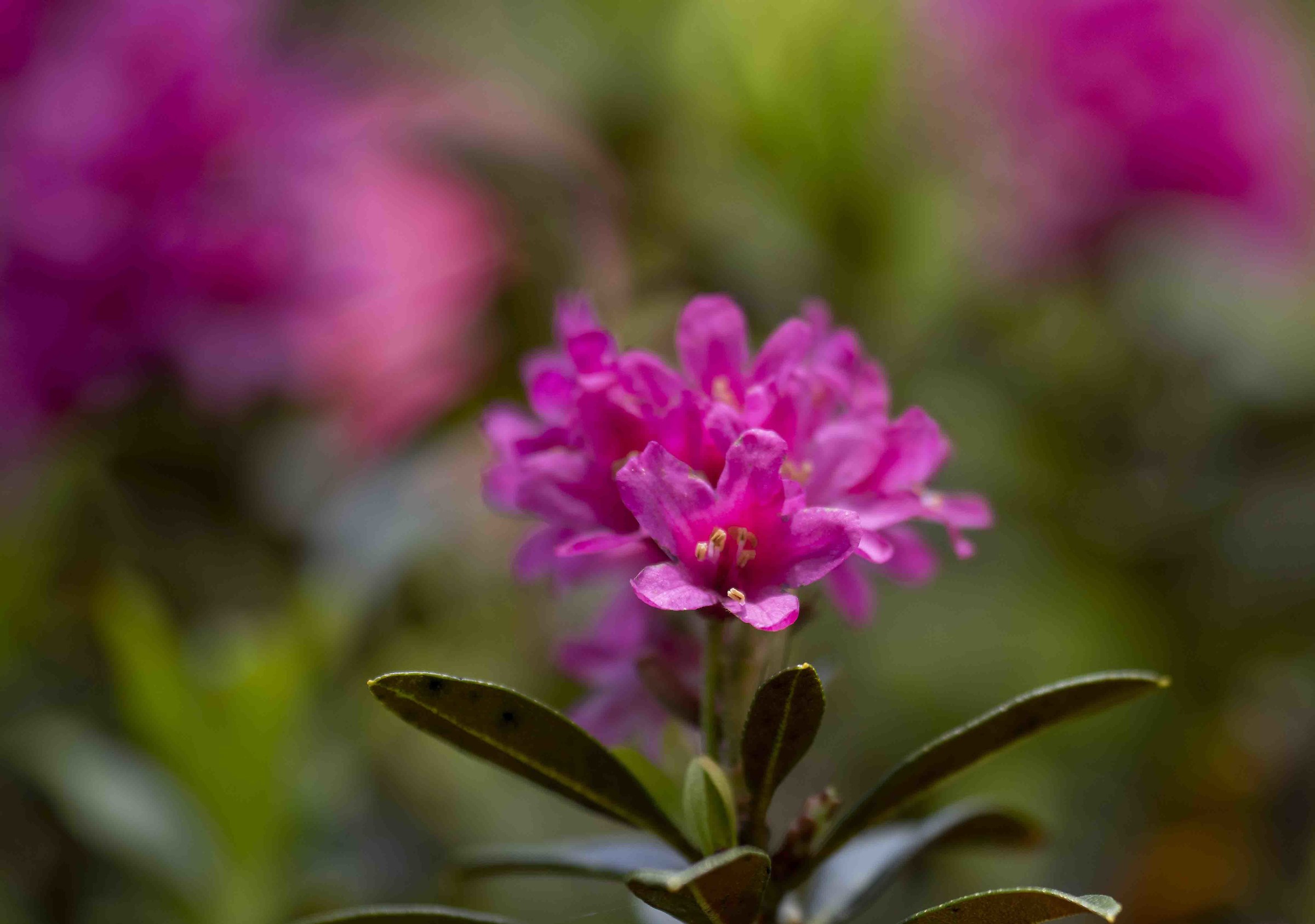 Rododendro di montagna
