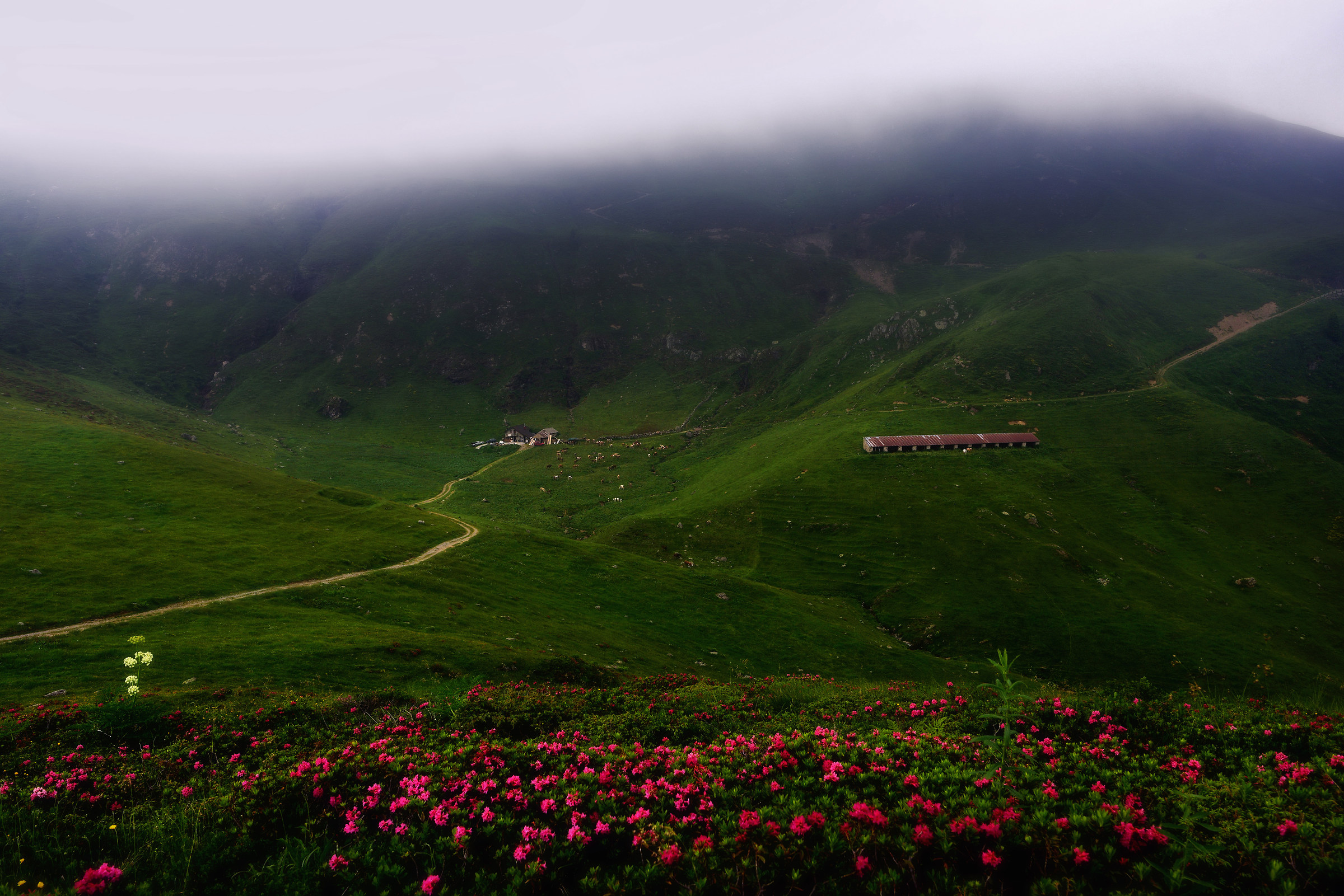 nebbia e rododendri