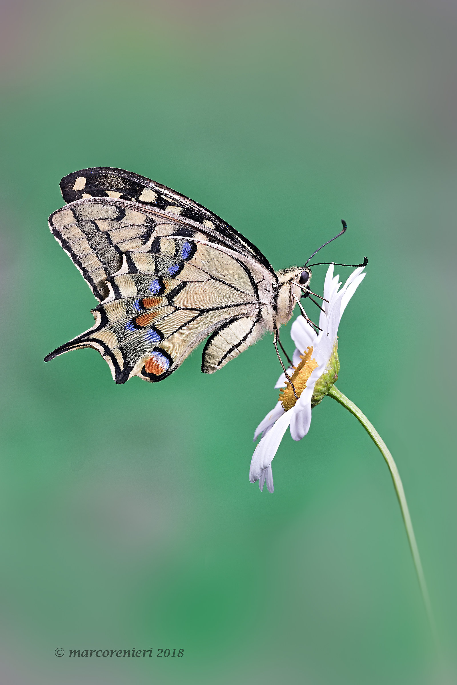 Papilio Machaon