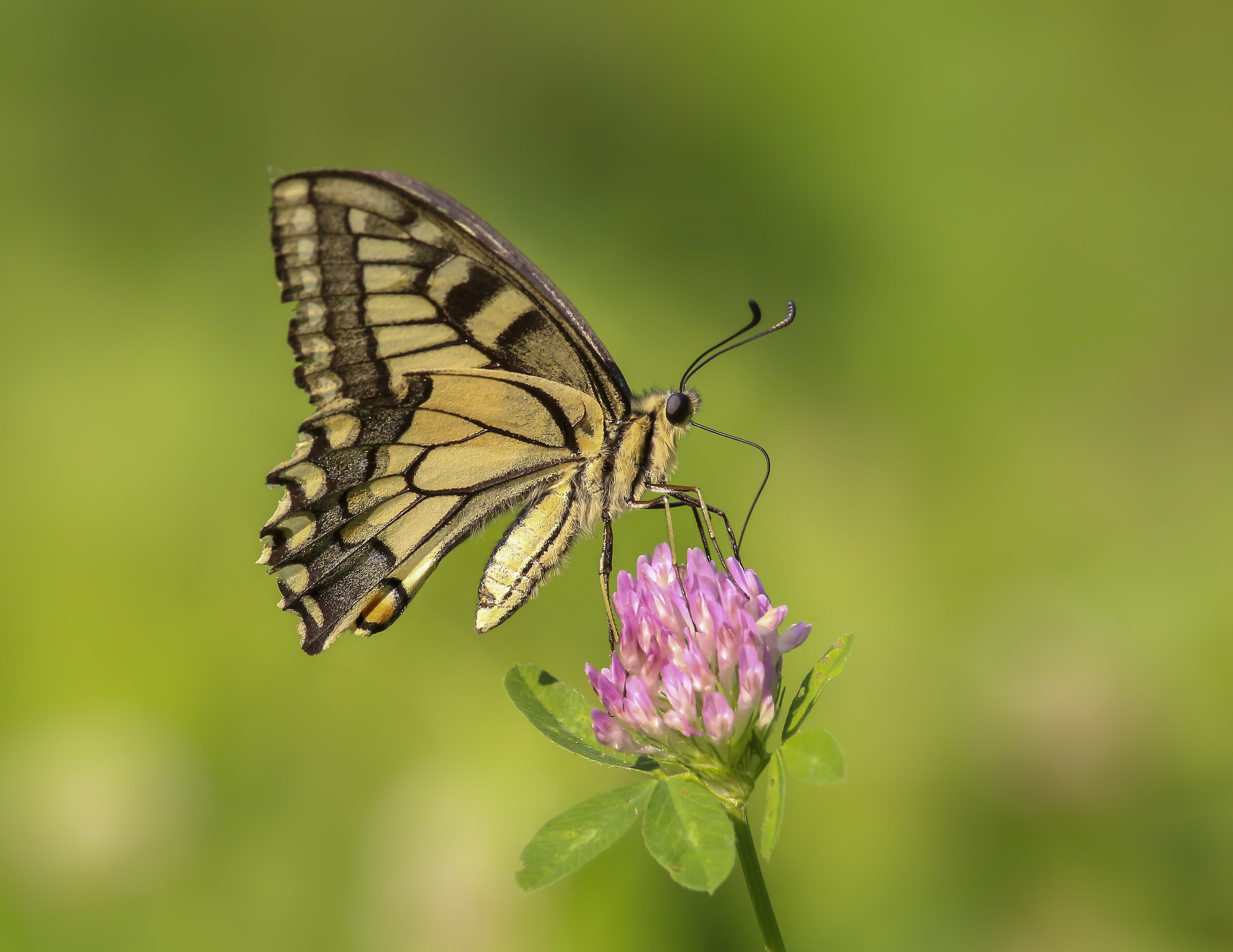 Swallowtail