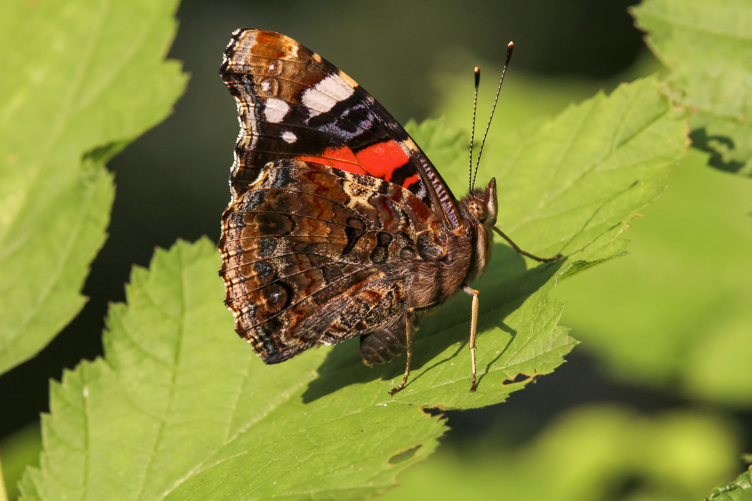 Vanessa Atalanta