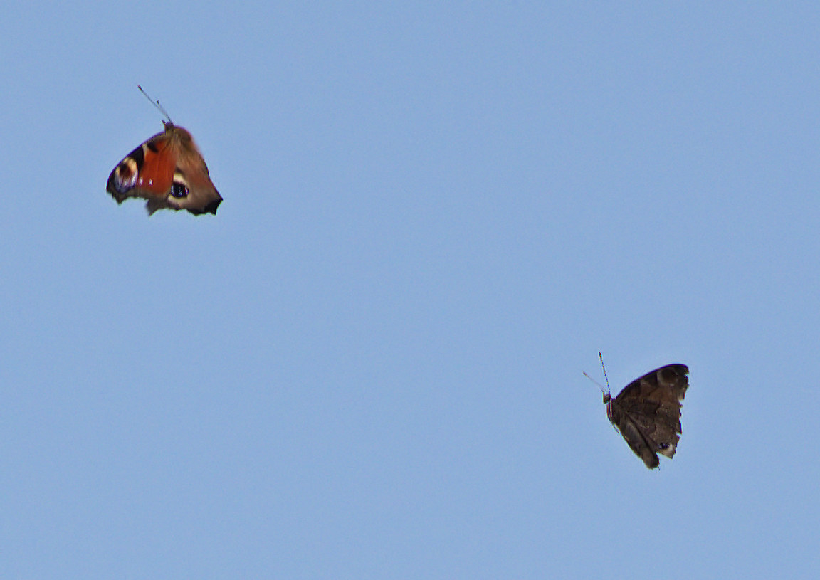 Butterflies in flight