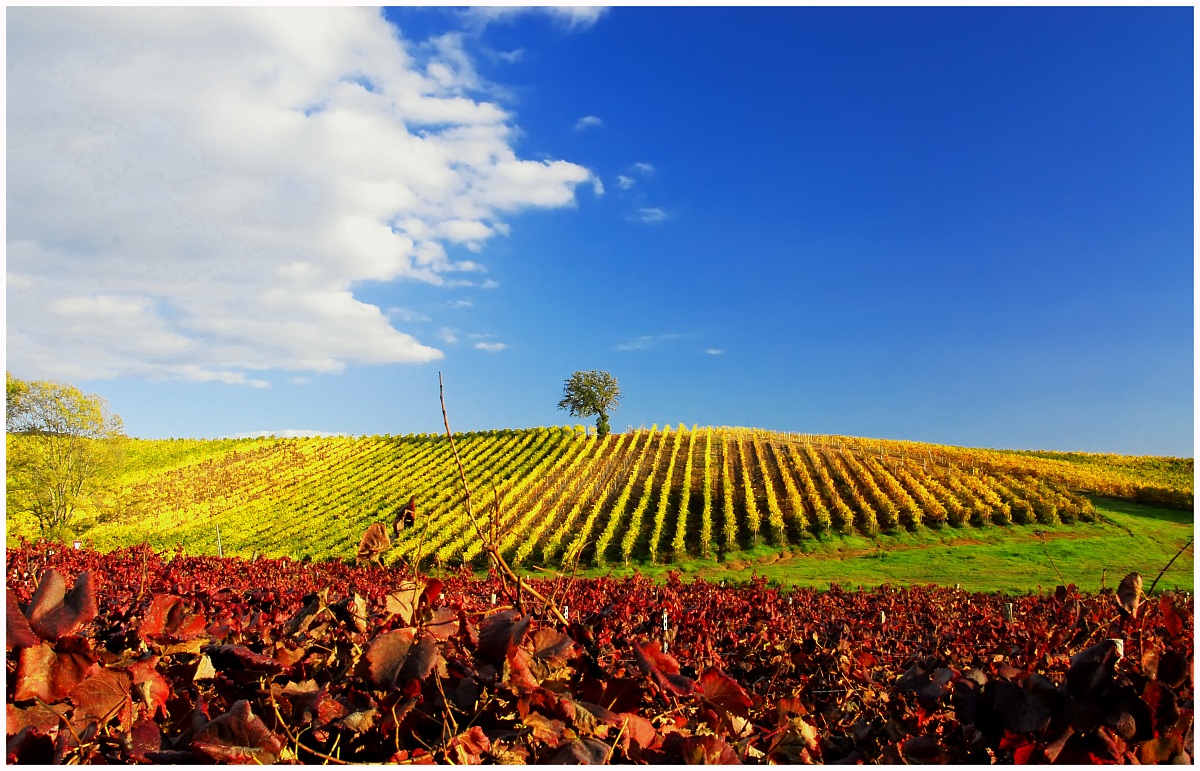 farm san francesco held Moraia gr