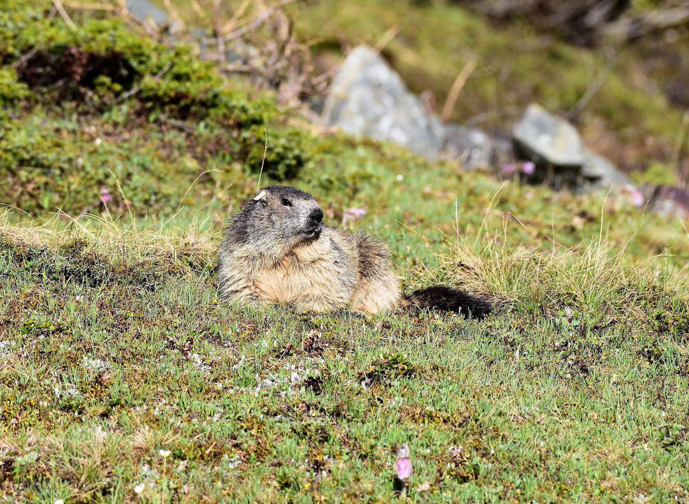 Marmot