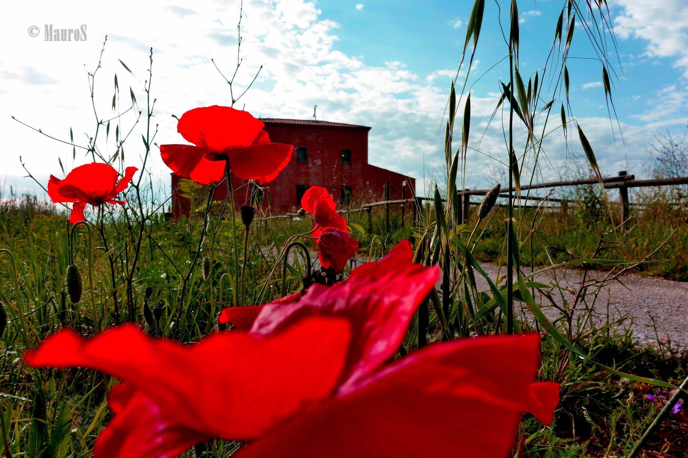 Casa Rossa in papavero