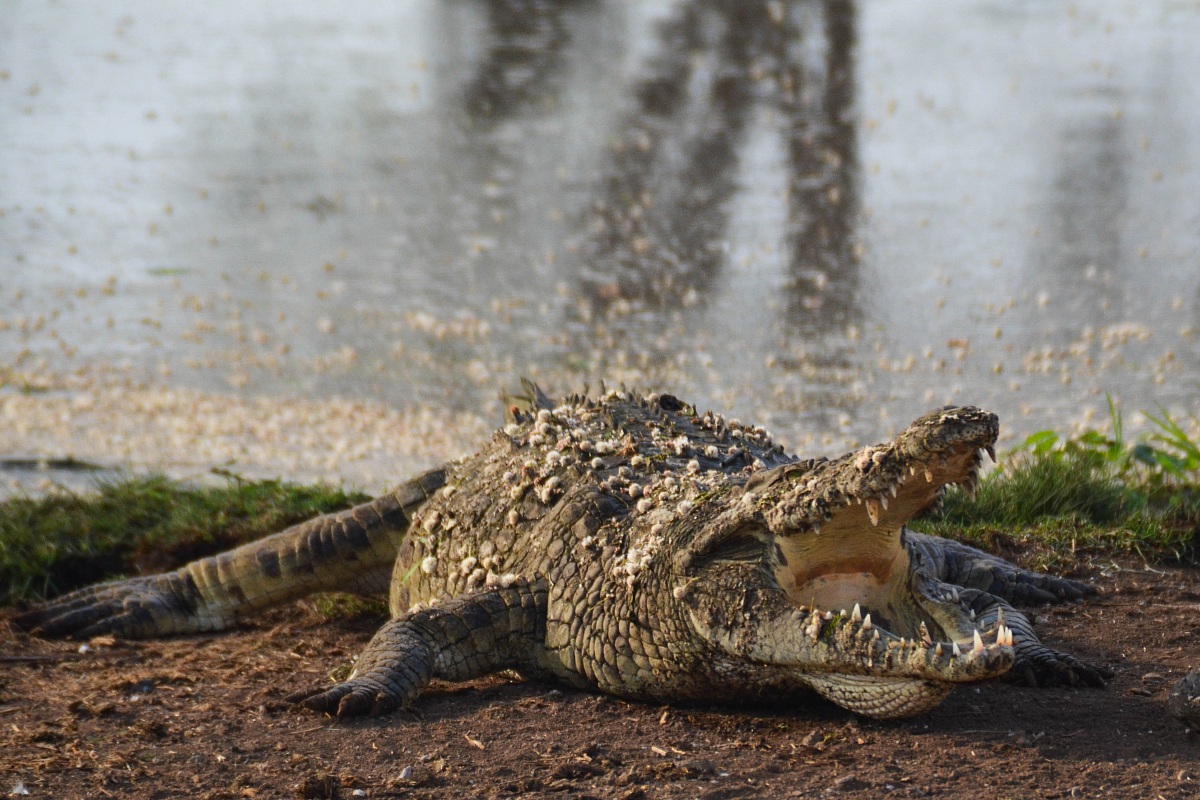 Crocodile
