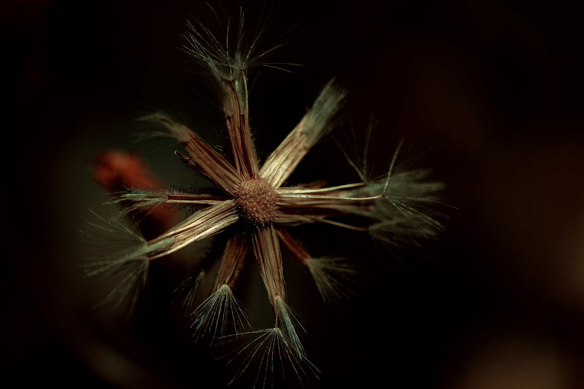 Skeleton of a flower