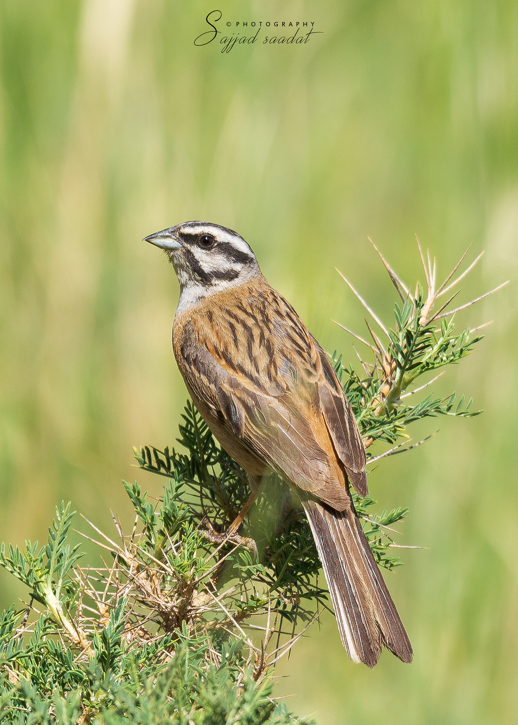 Roccia Bunting