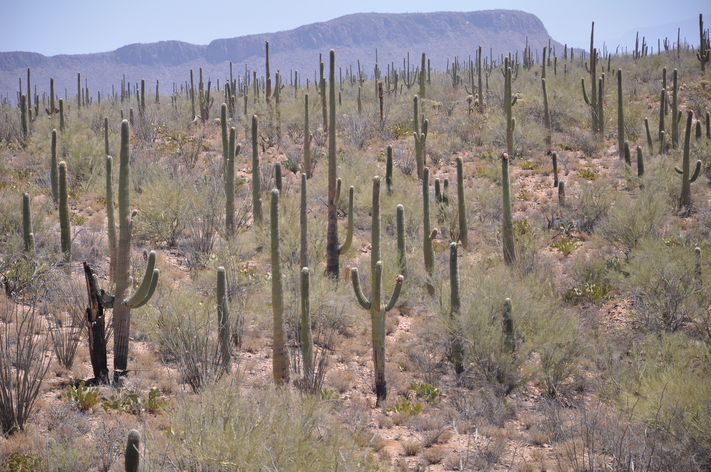 Saguaro National Park