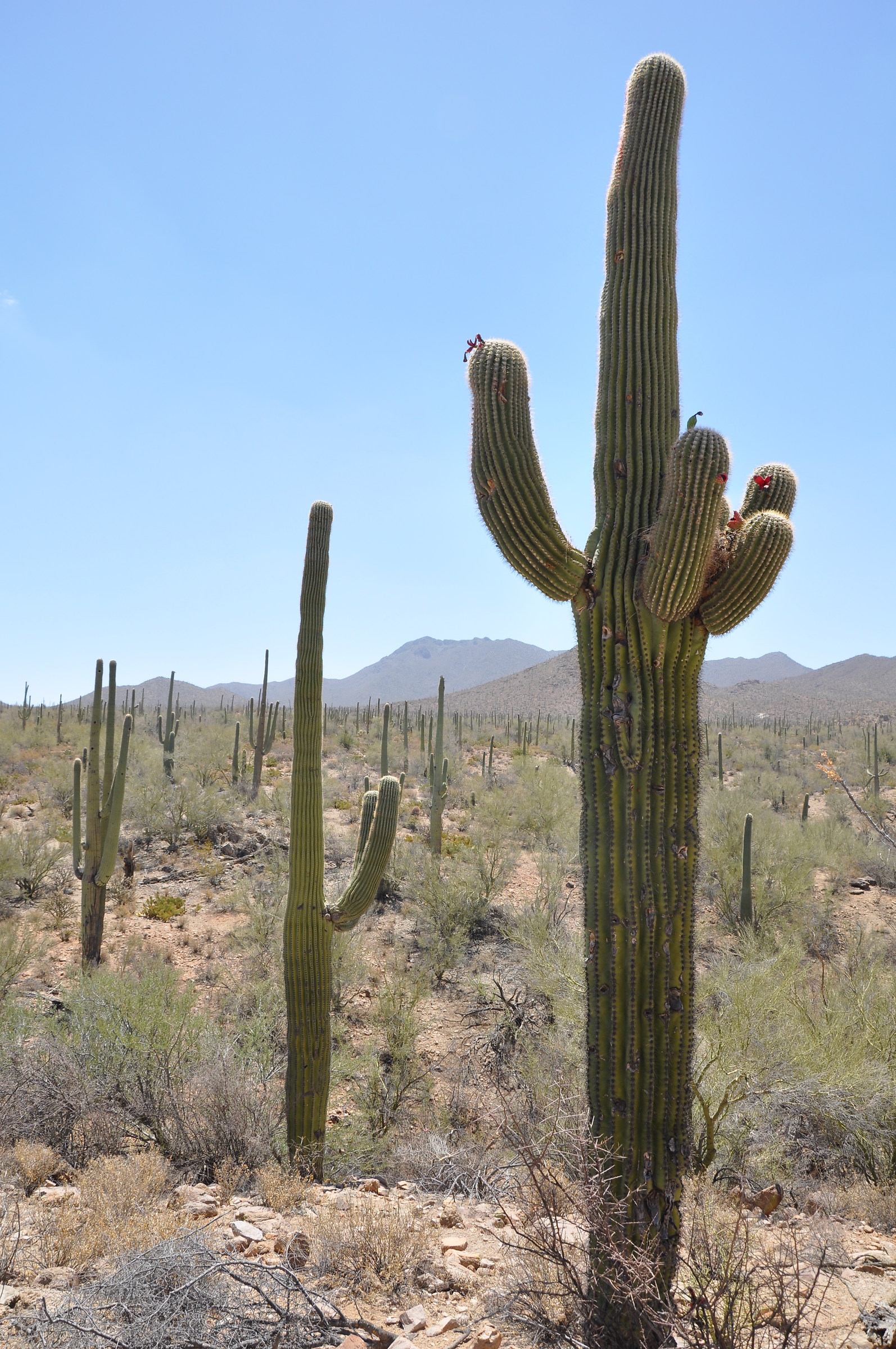 Saguaro National Park II