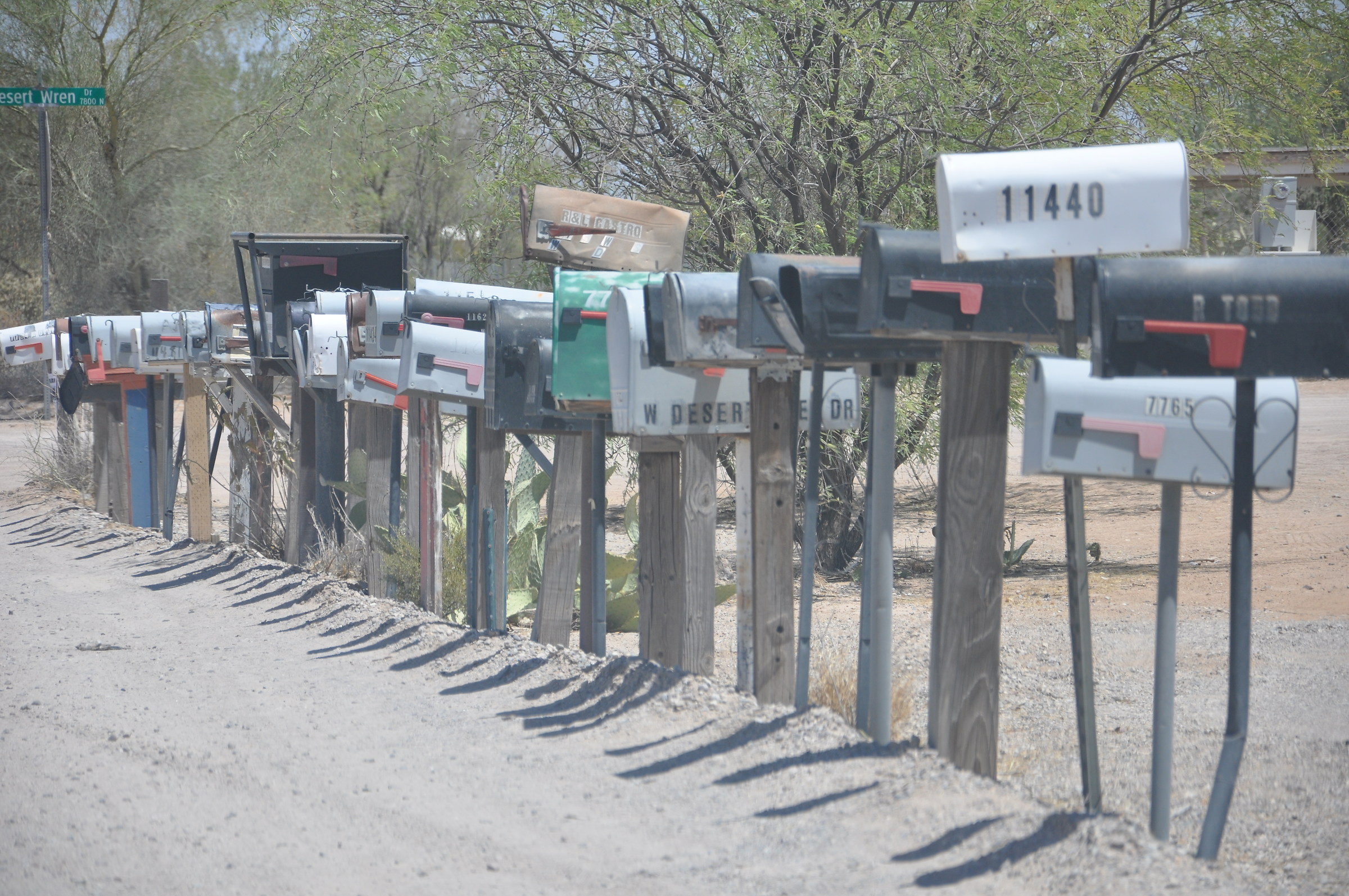 Saguaro National Park III
