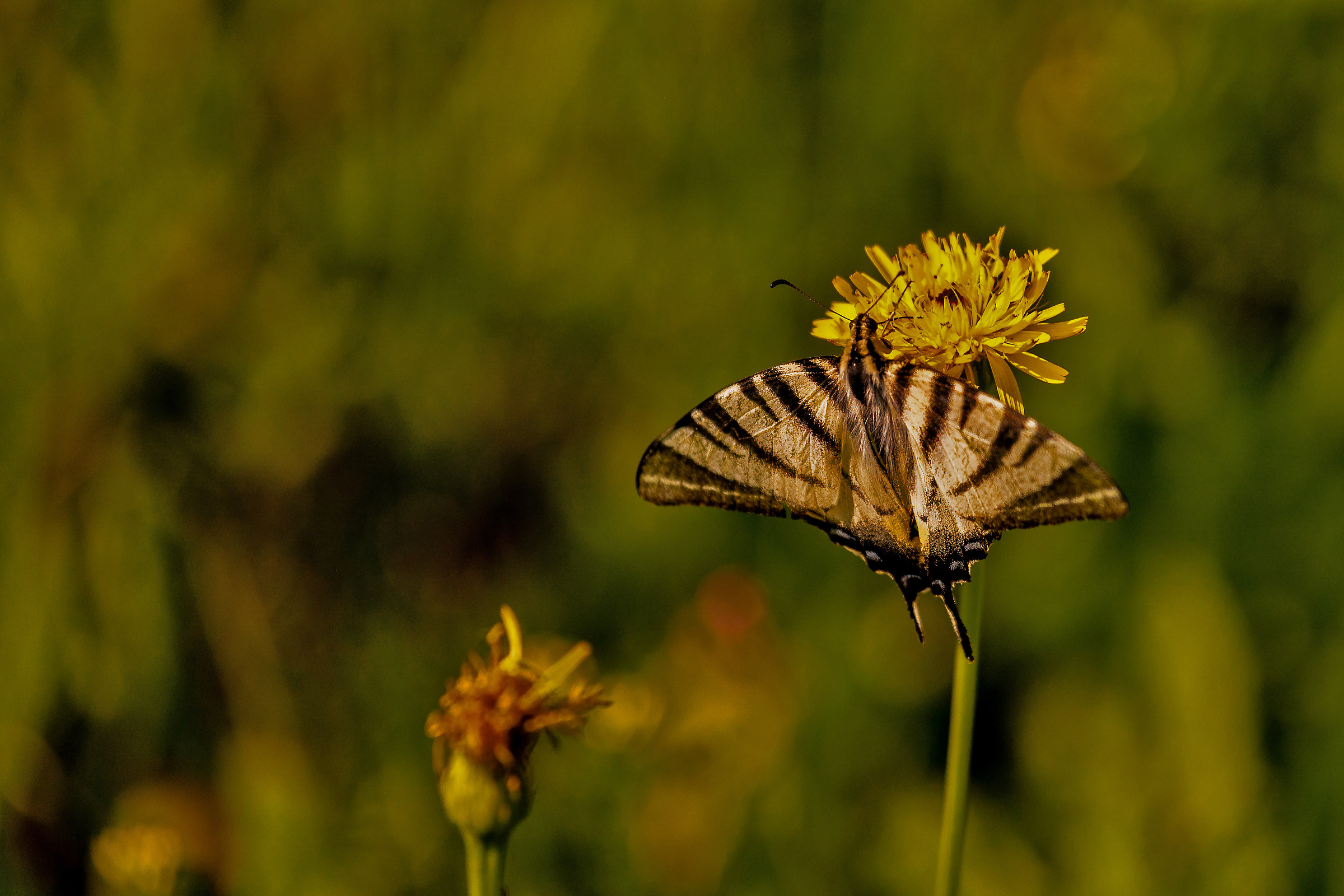 Papilio machaon