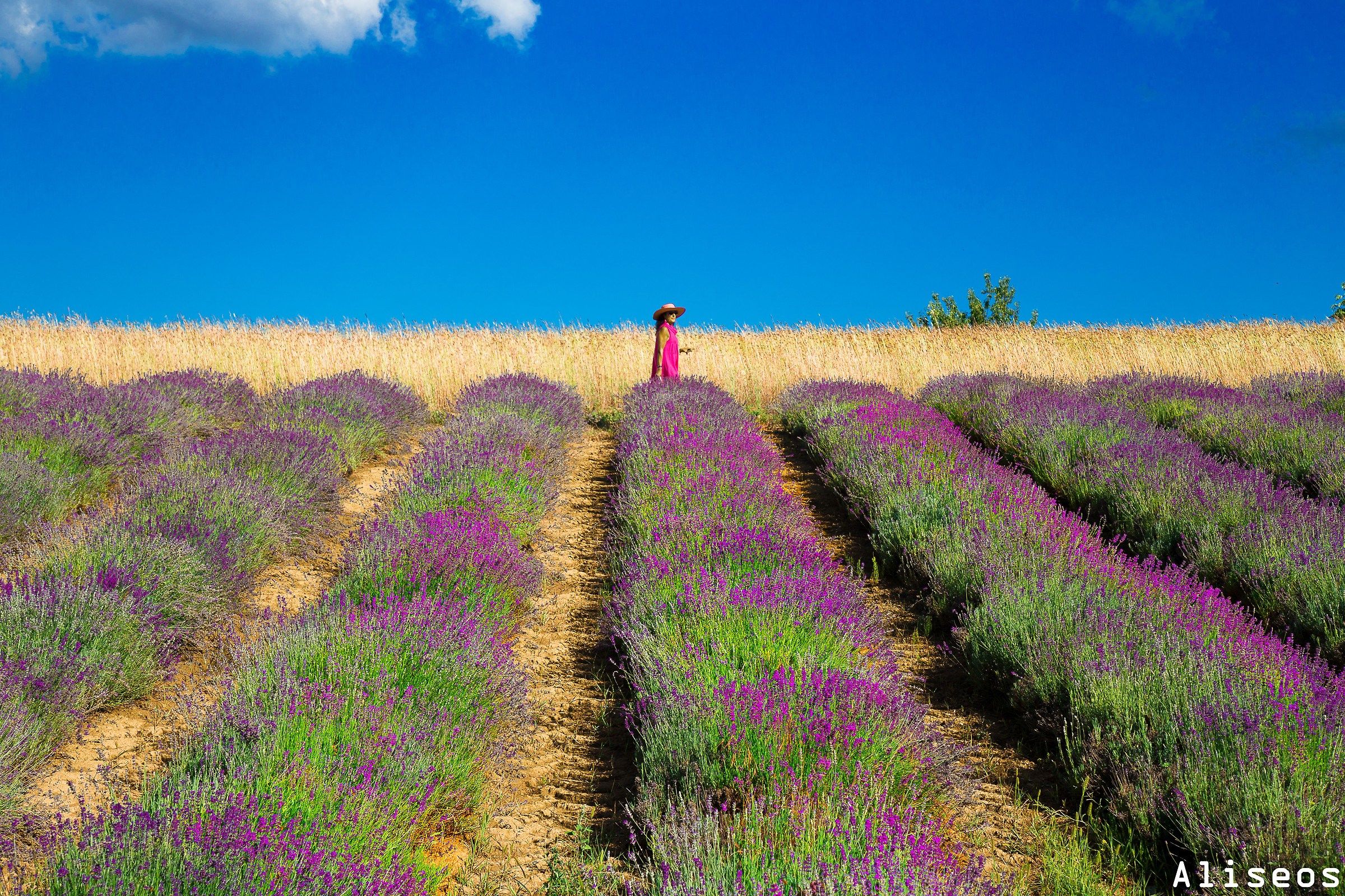 Between Lavender and wheat