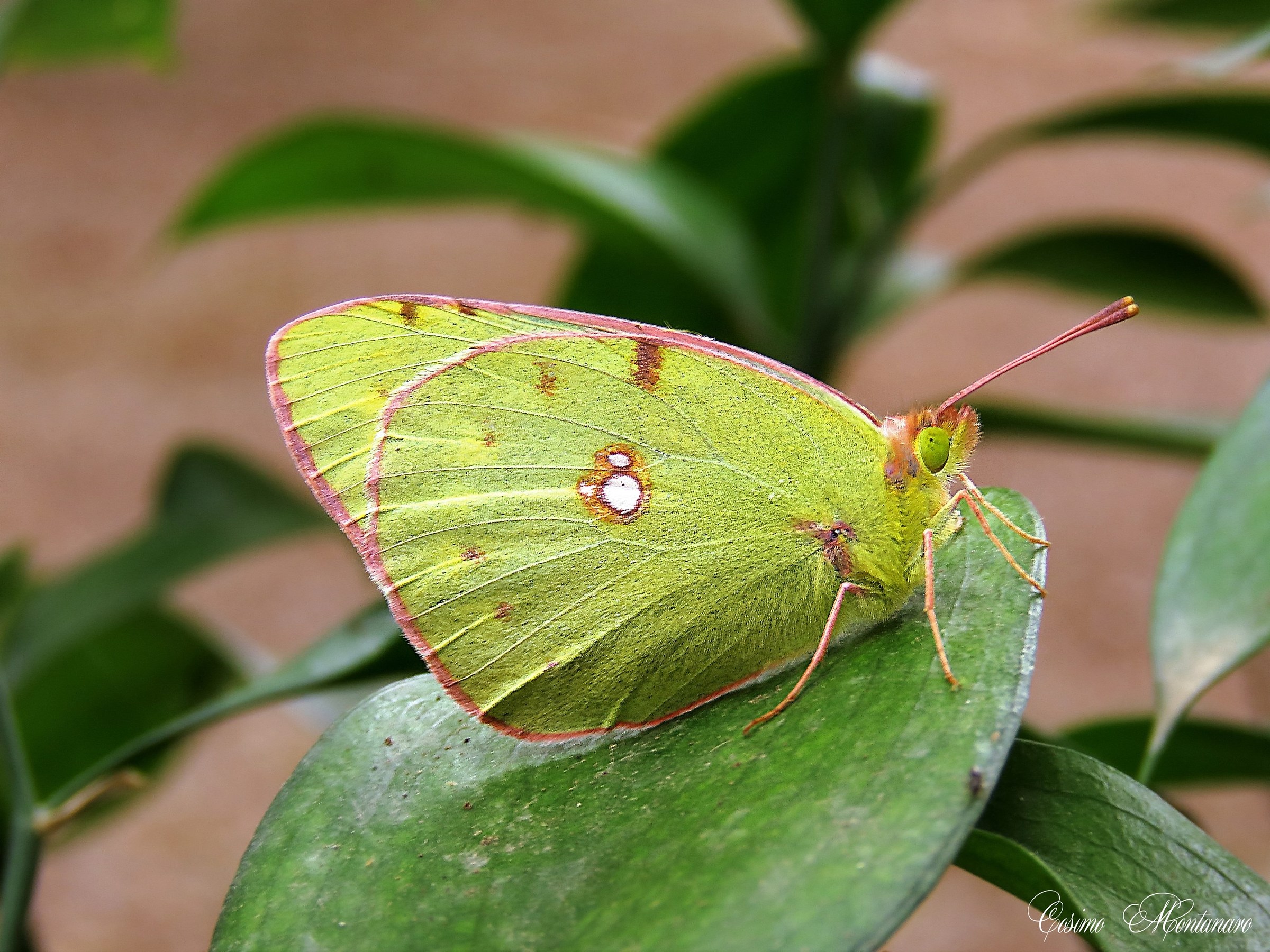Colias crocea