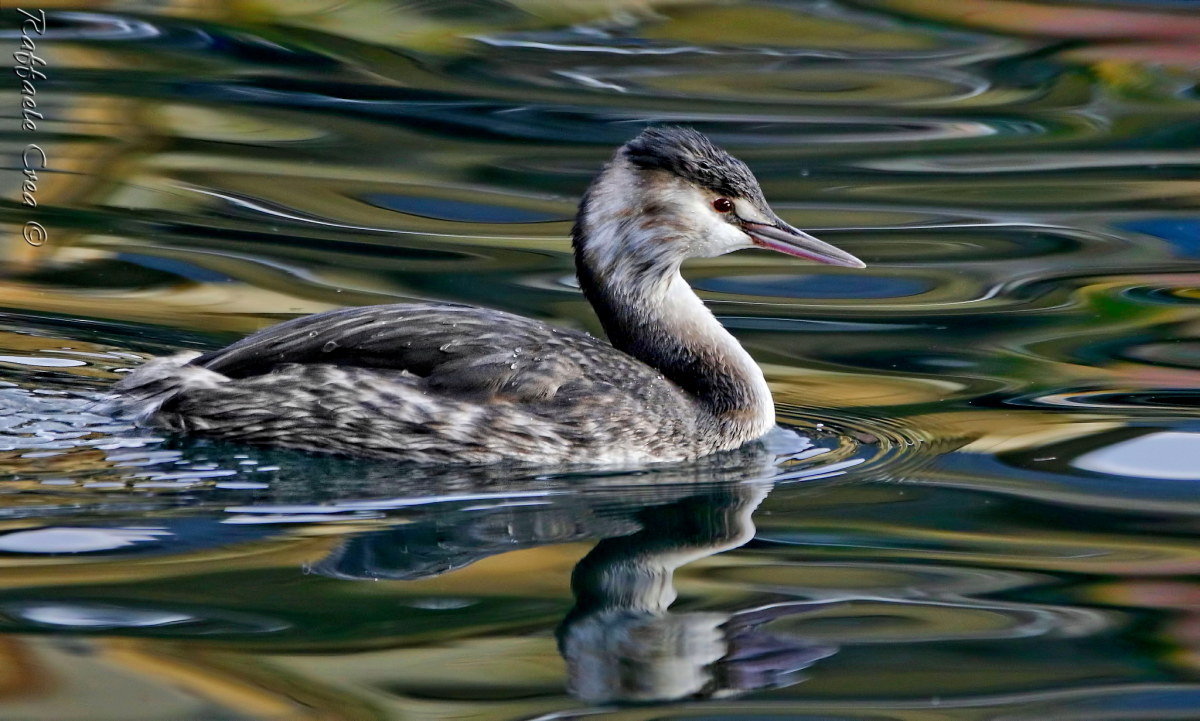 Grebe in Colors