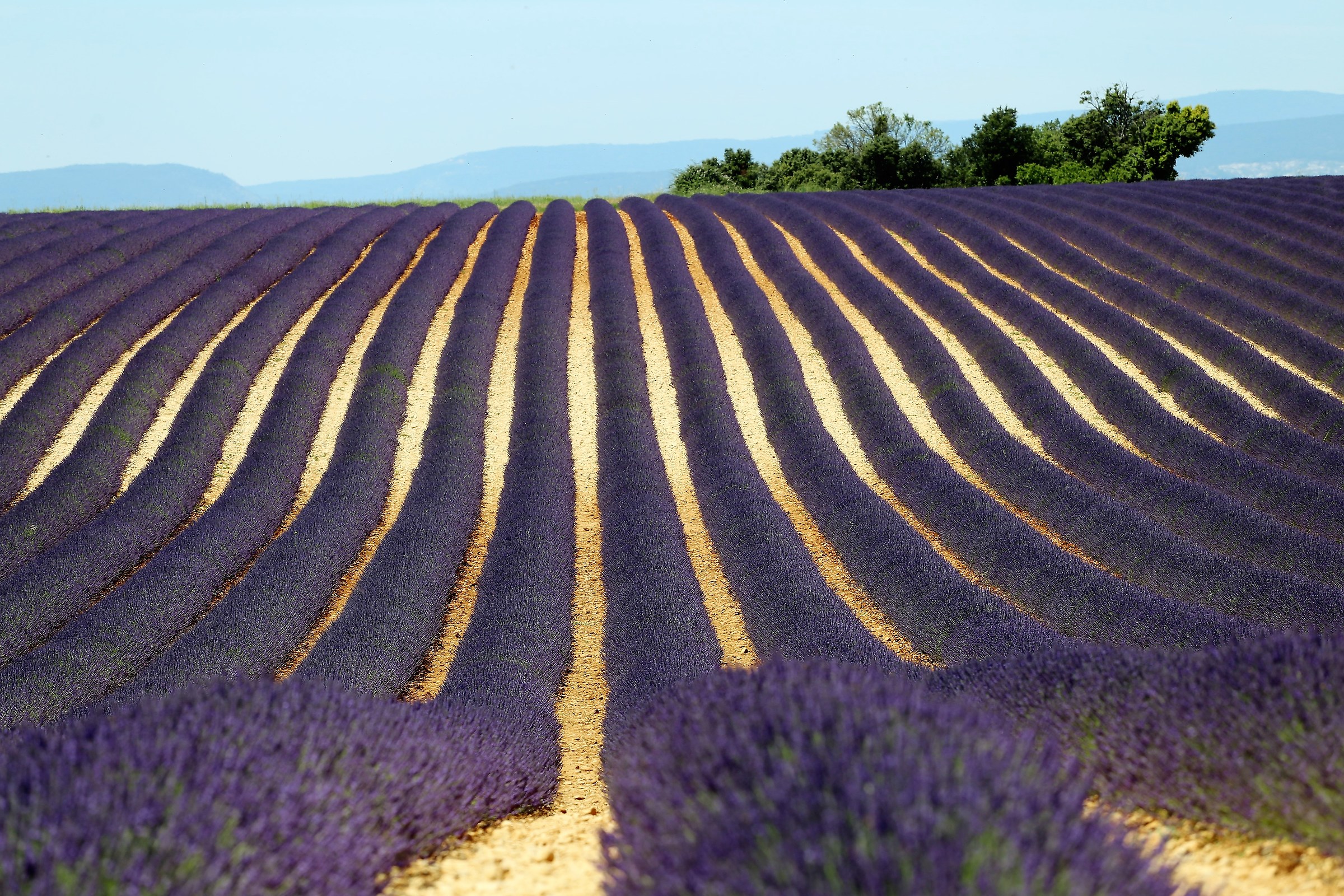 Lavanda a Valensole