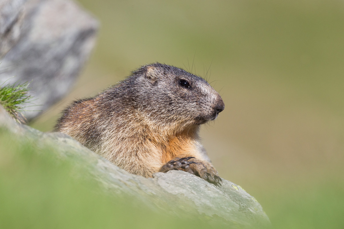 Alpine Marmot (Orobie Alps)...