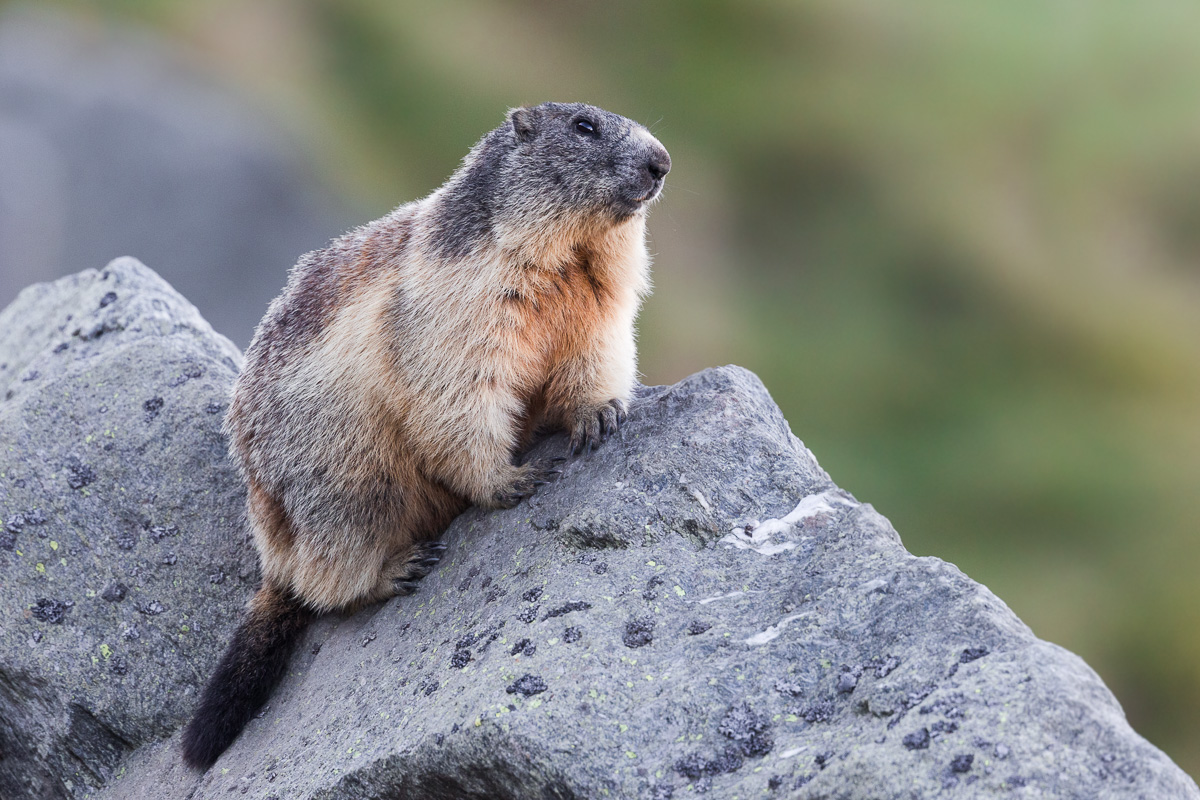 Alpine Marmot, the Sentinel...