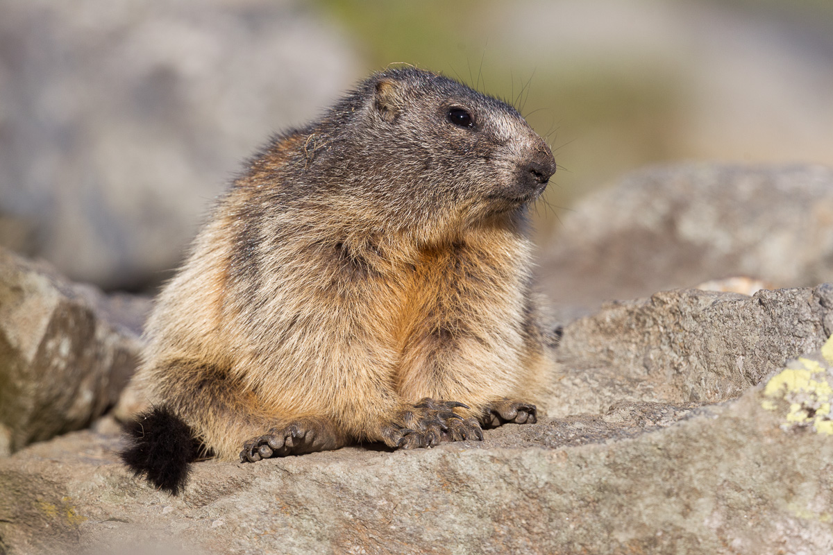Alpine Marmot (Orobie Alps)...