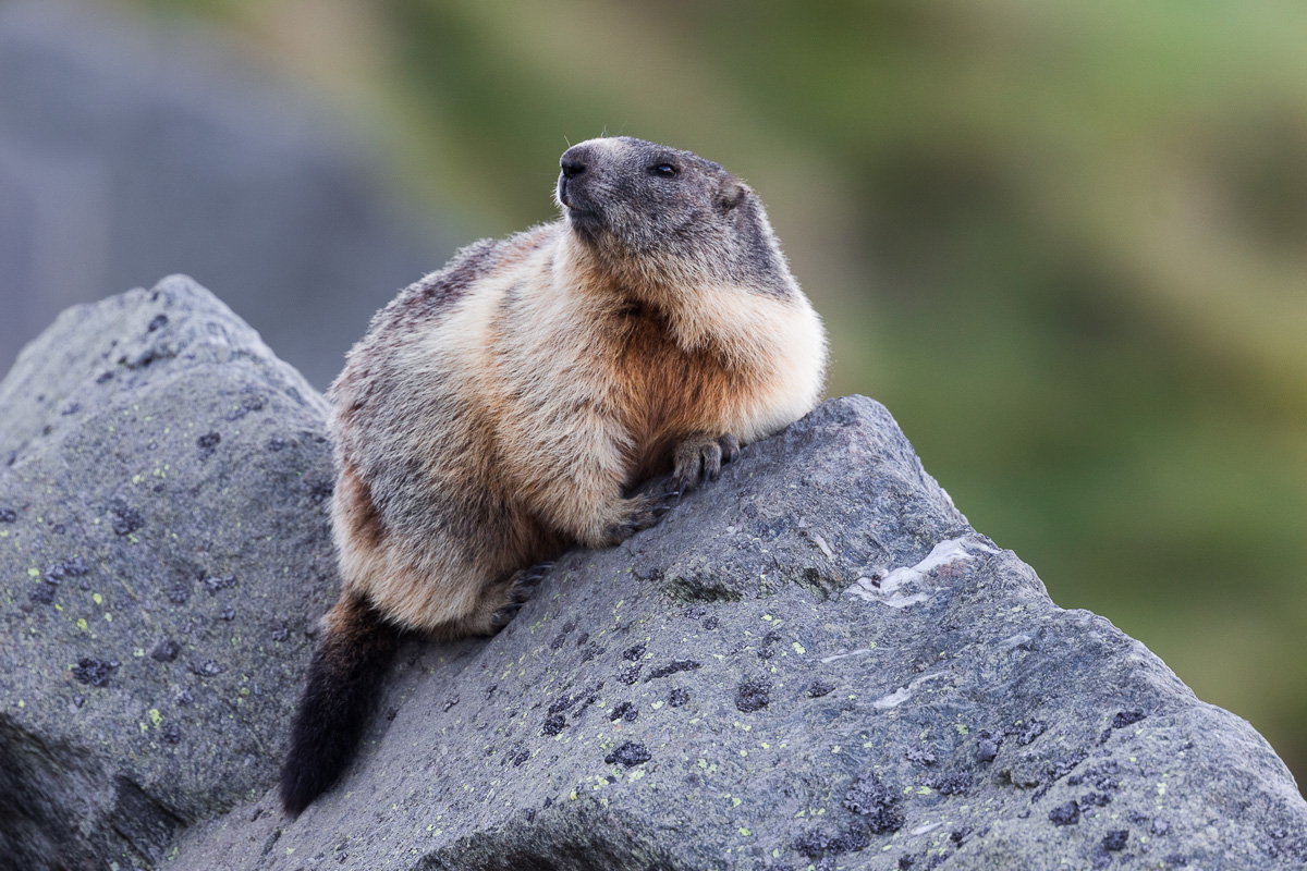 The Sentinel of the Valley (Orobie Alps)...