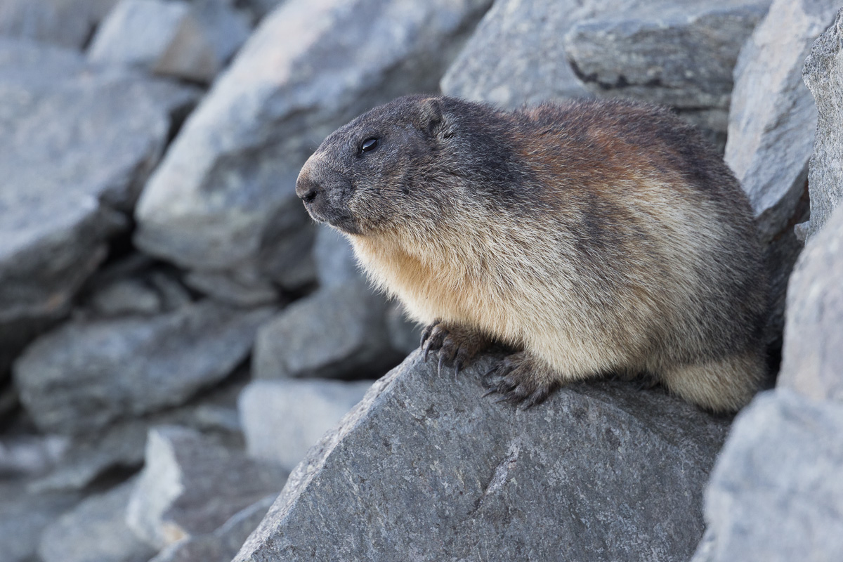 Alpine marmot in good morning...