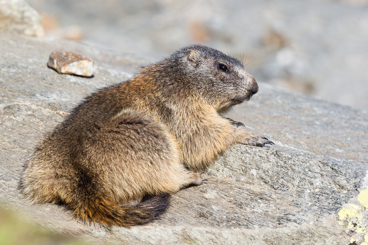Lying on the first sun of the morning...