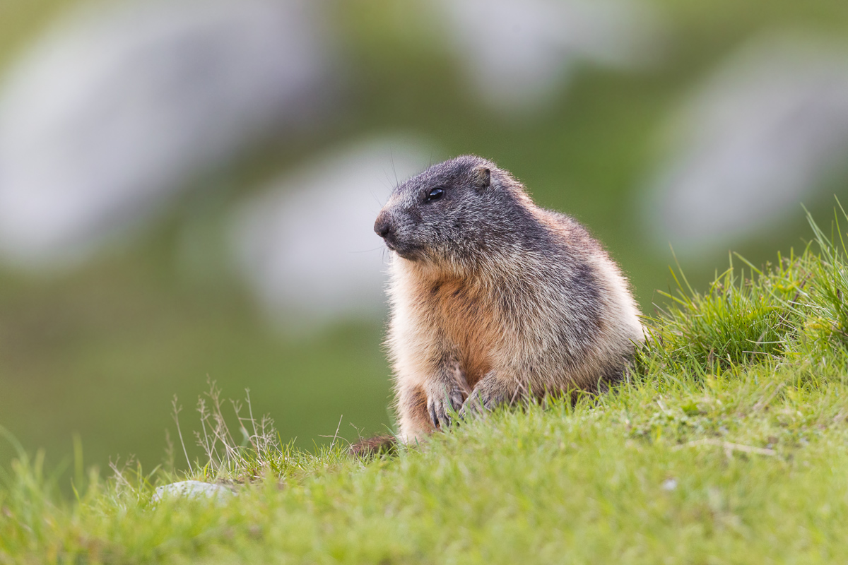 Tra i pascoli alpini...