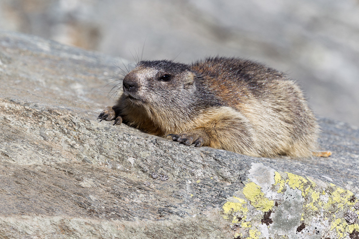 Sun bathing near the den...