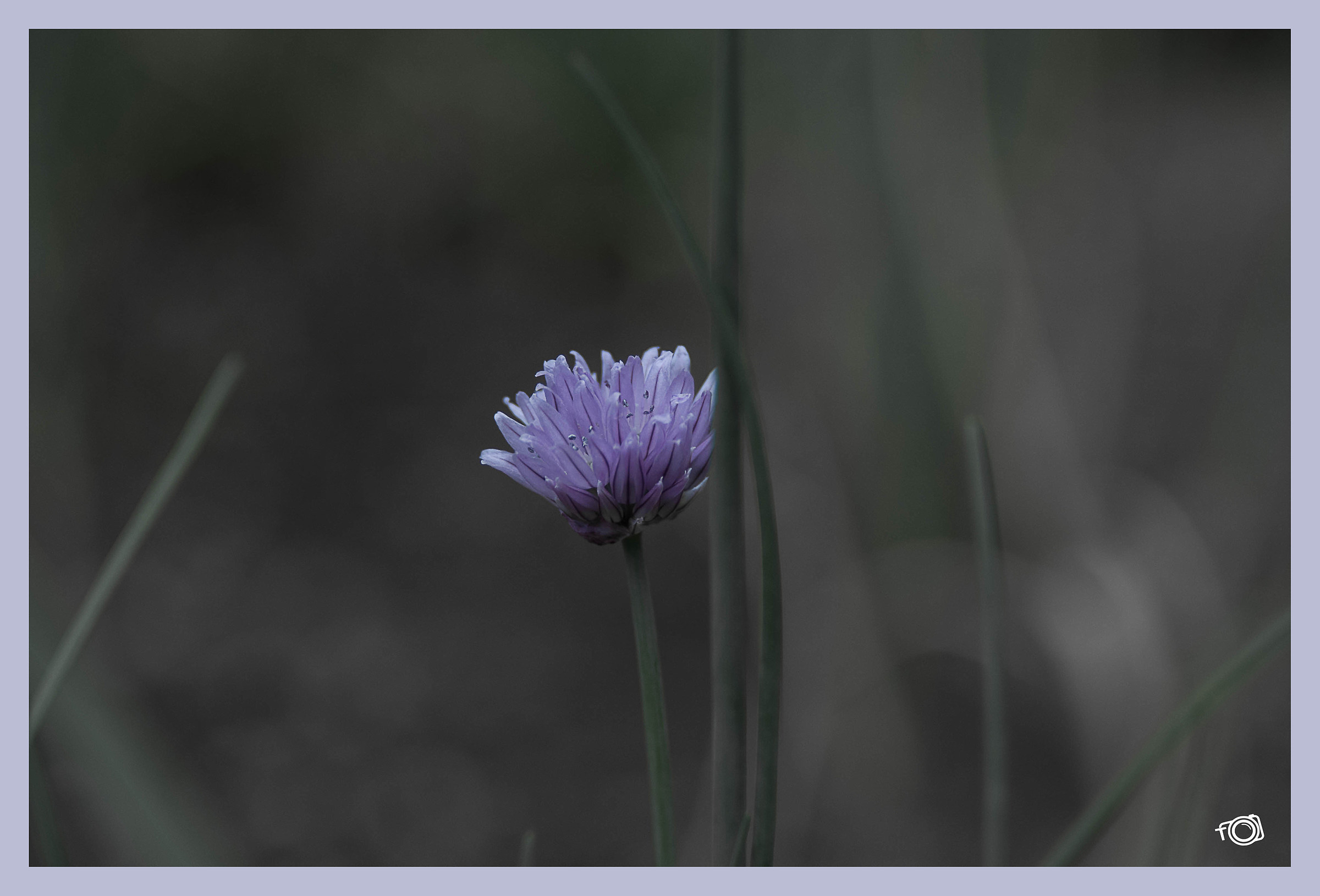 Flower chives