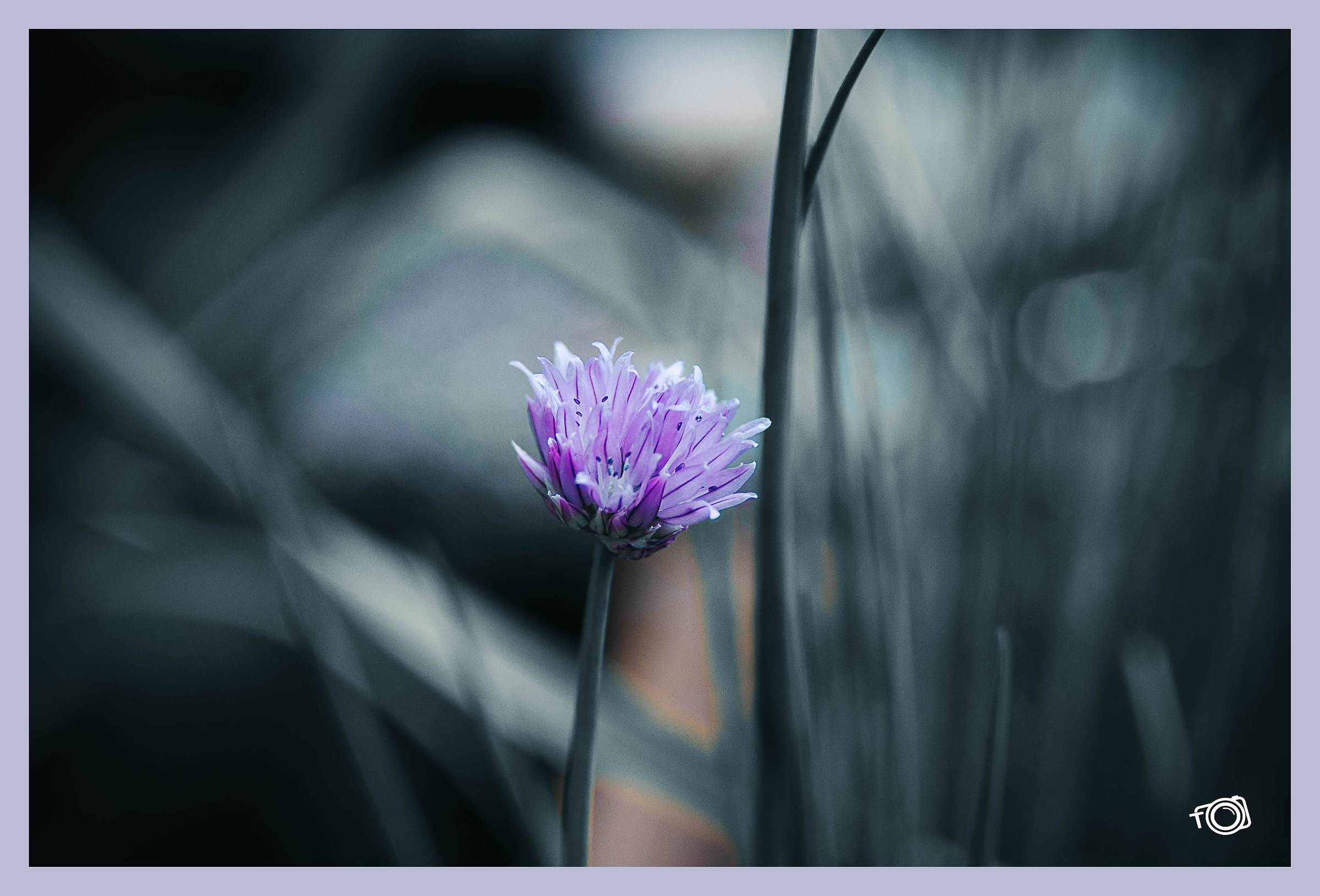 Flower chives