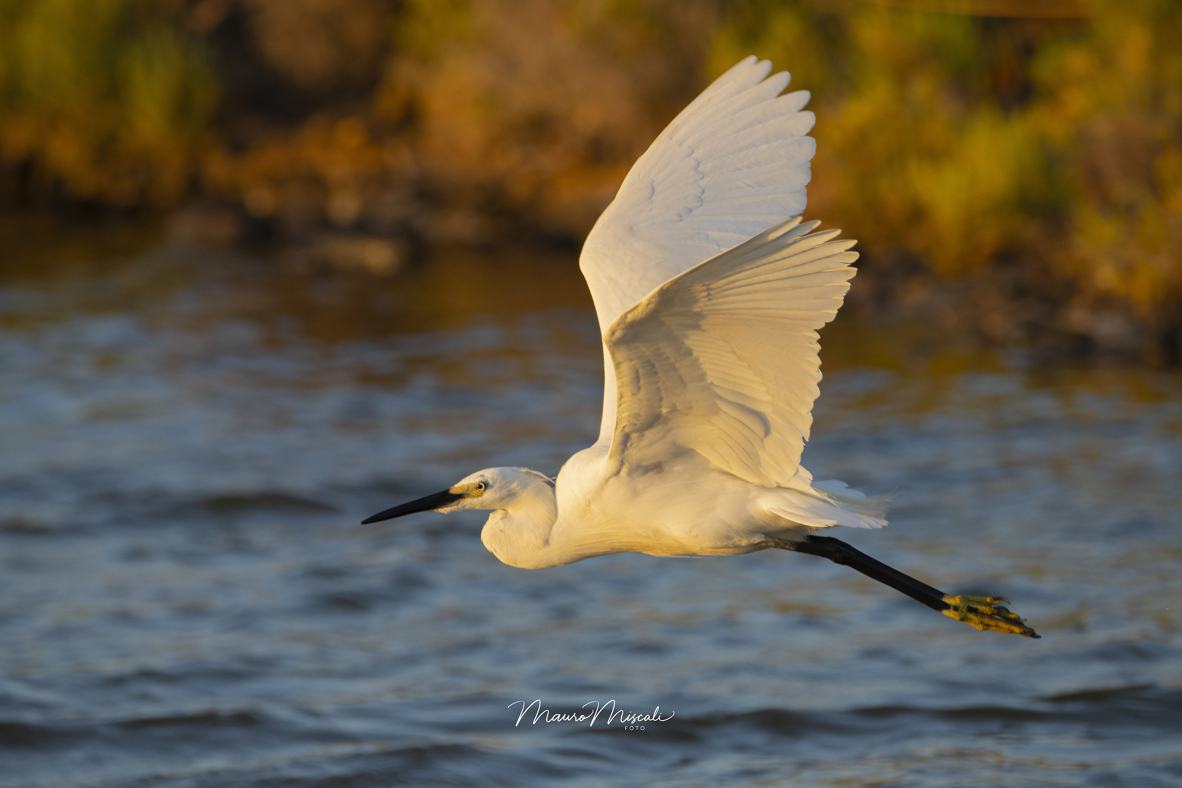Egret in Volo2 (edit version)