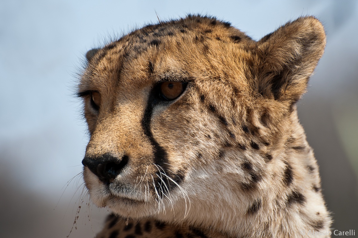 Ritratto di ghepardo