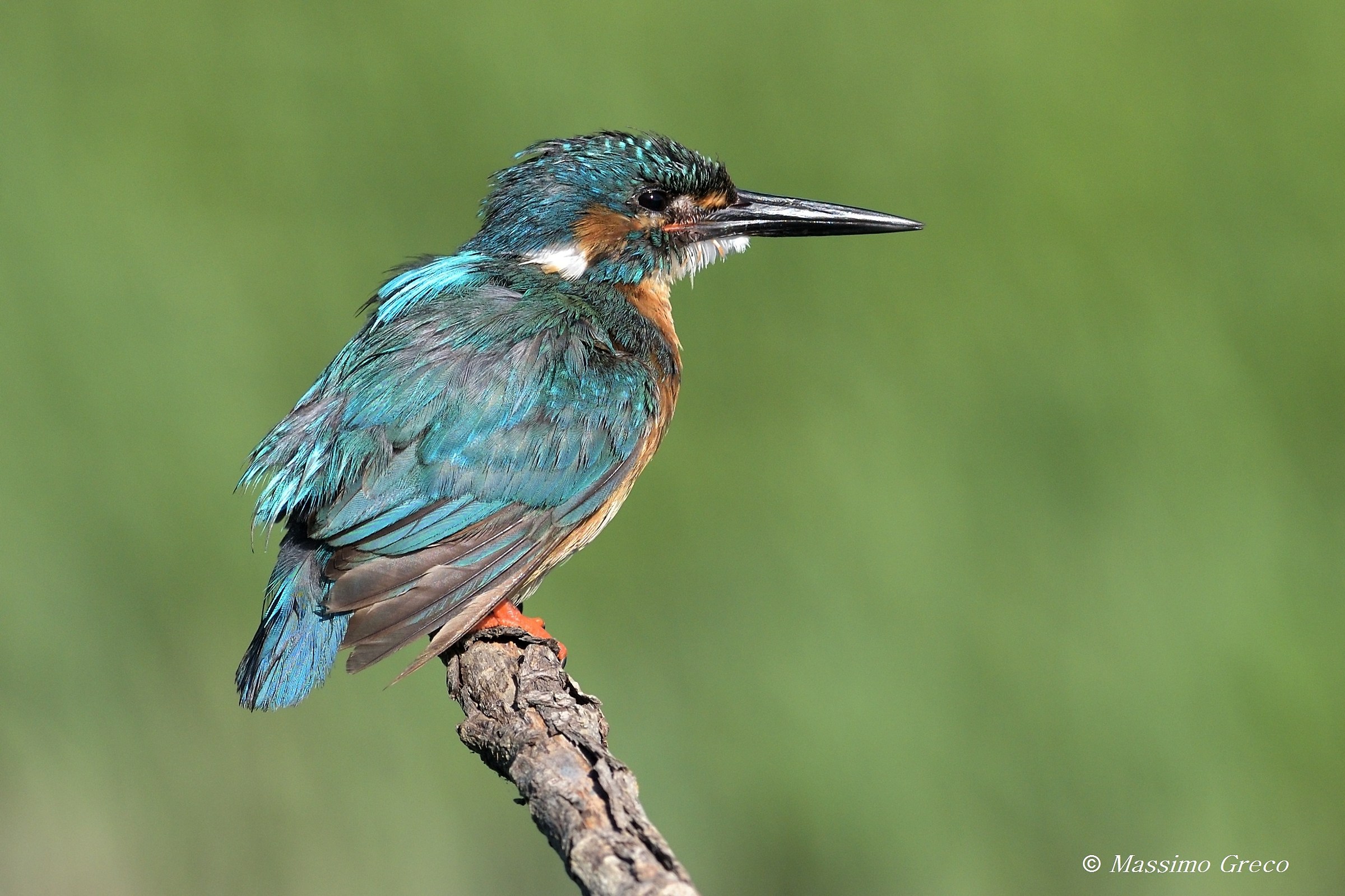 Kingfisher