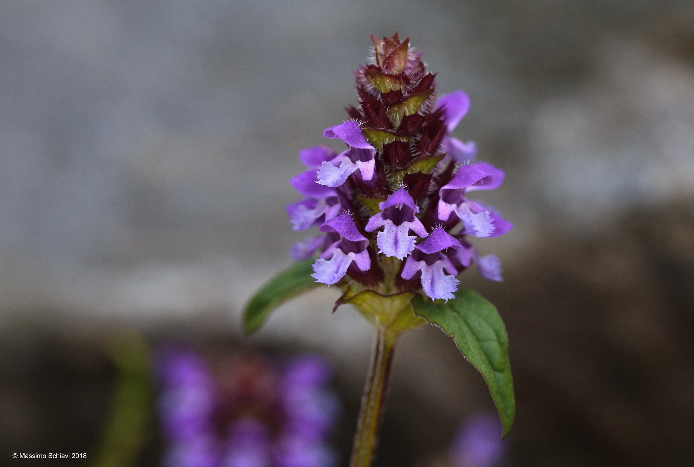 Prunella vulgaris L. - Prunella comune.