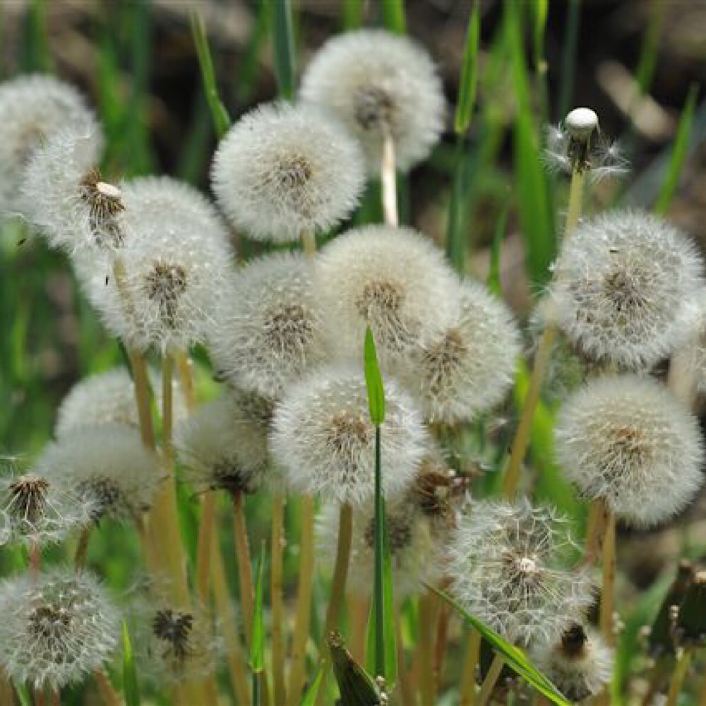 Shower heads?? Or dandelion??