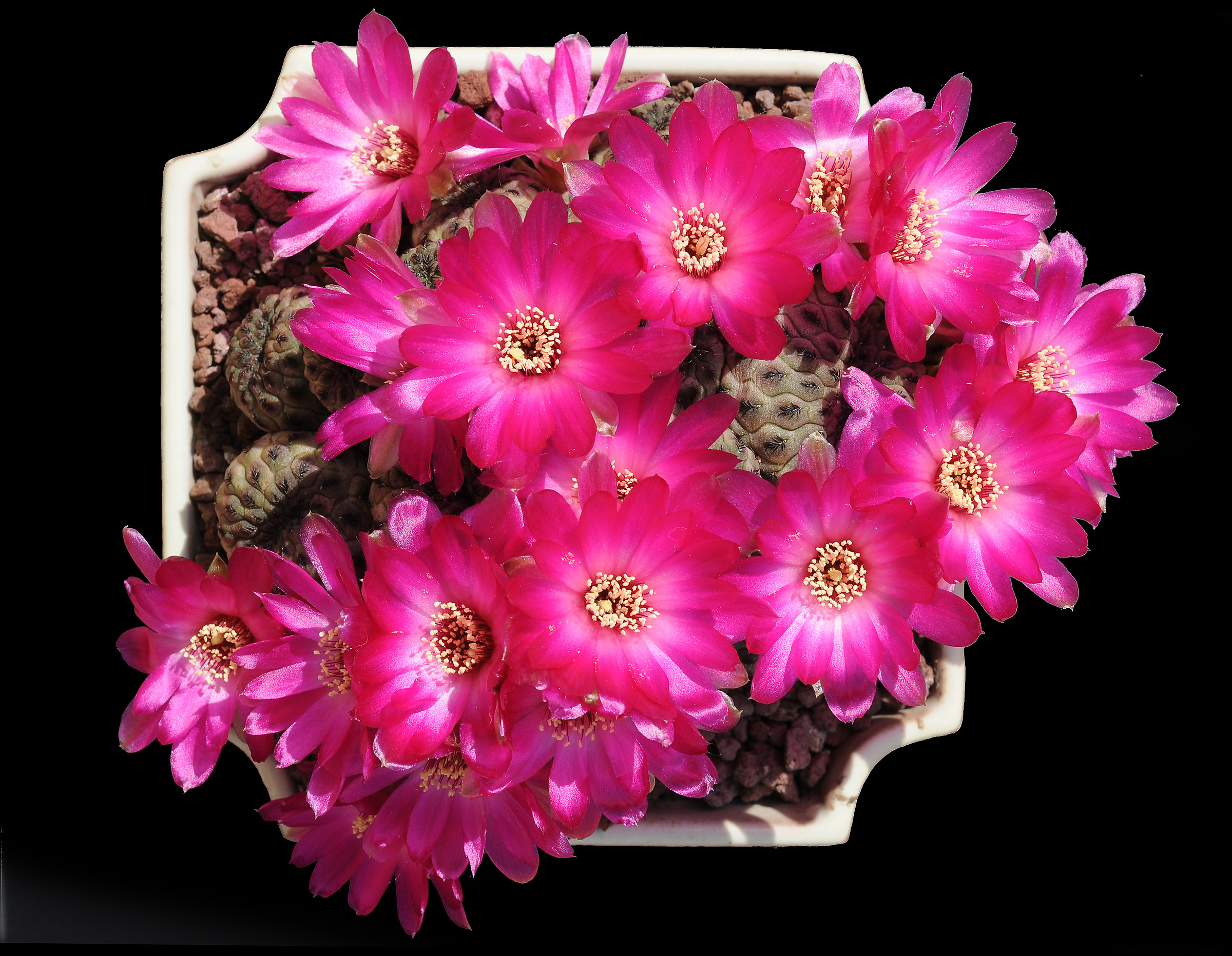 Sulcorebutia rauschii