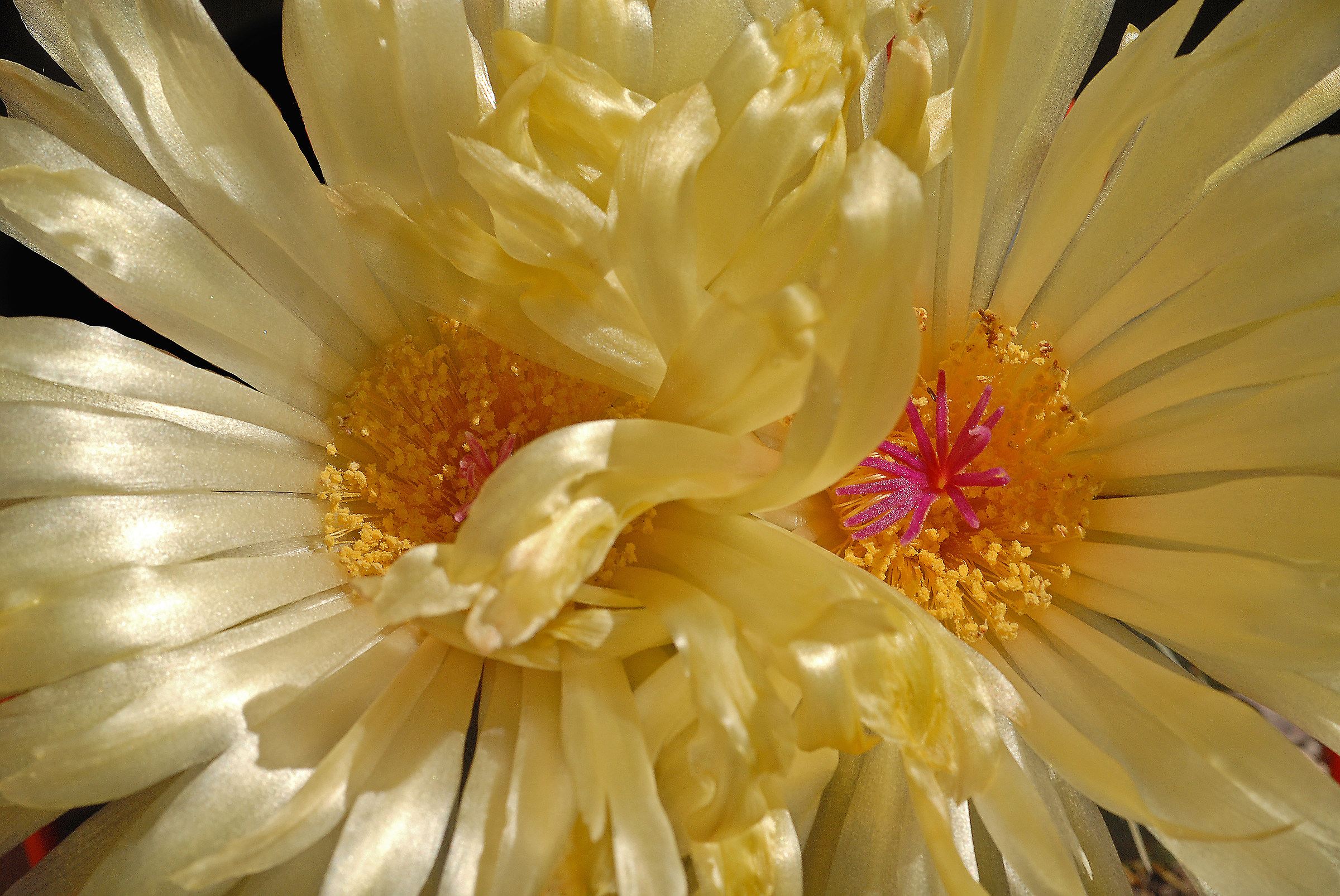 Notocatus leninghausii