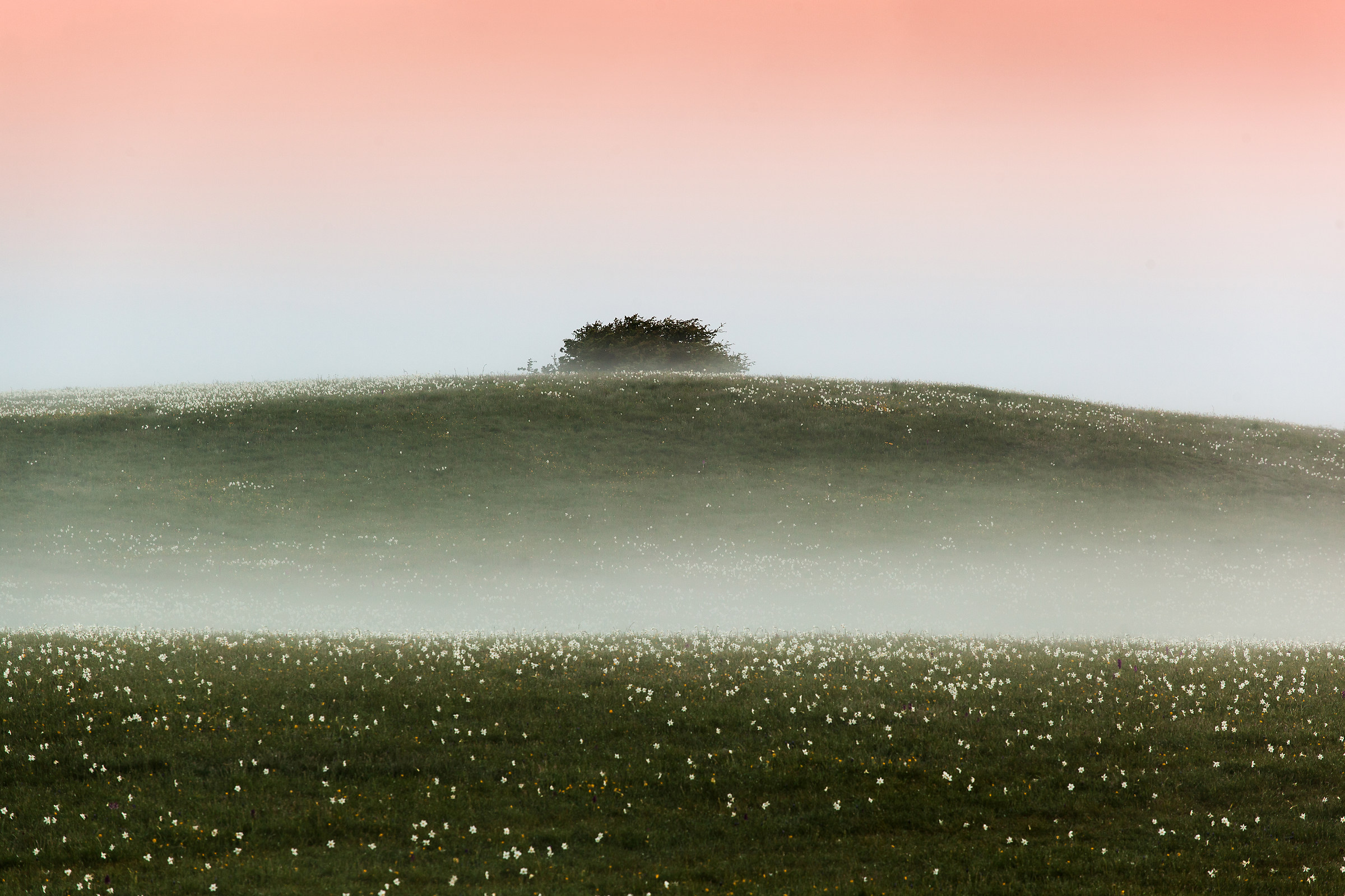 Di mattino presto, fioritura di narcisi