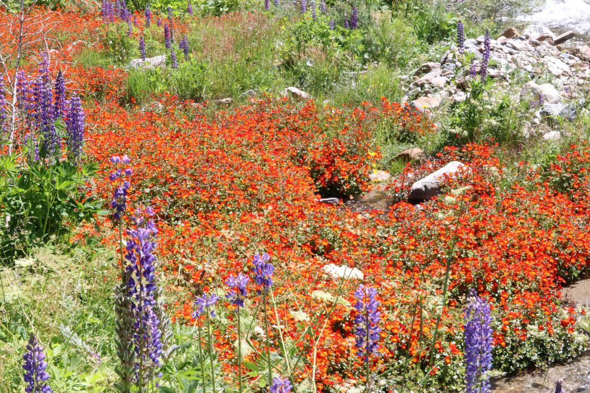 La Talvera e suoi Fiori