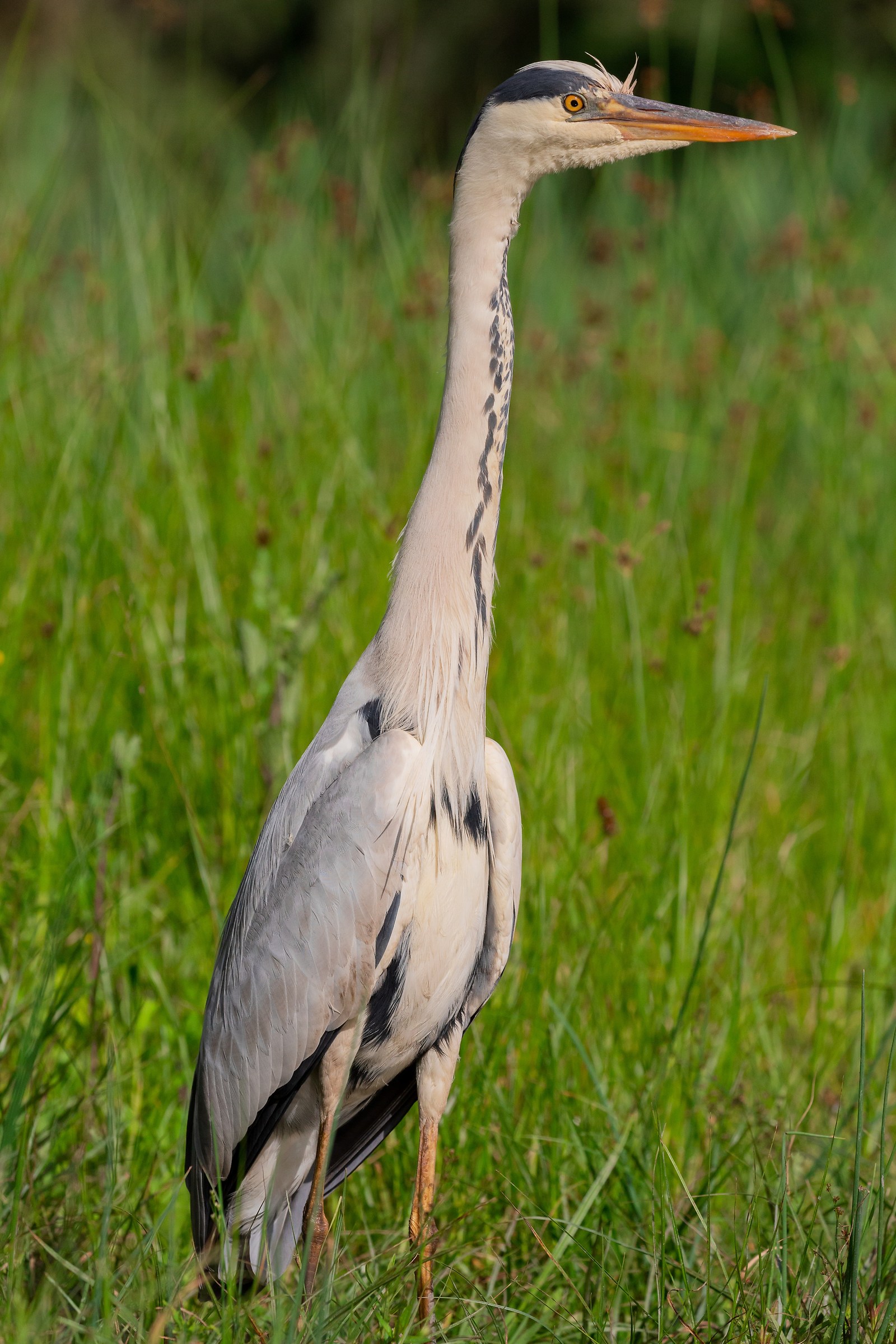 Grey Heron