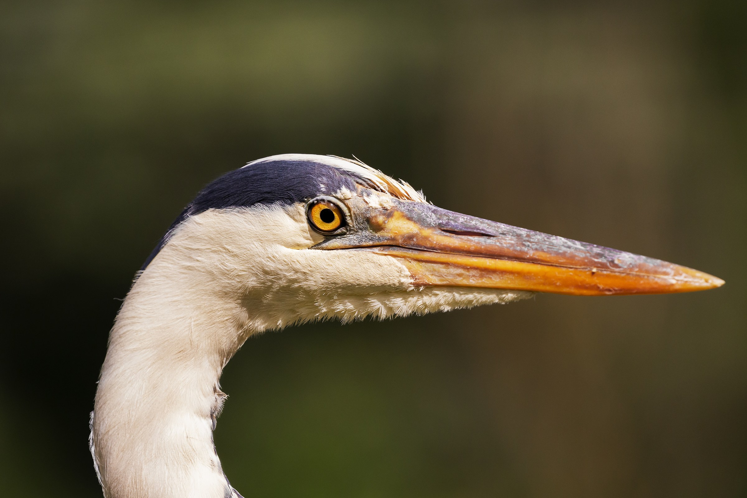 Portrait of a Heron