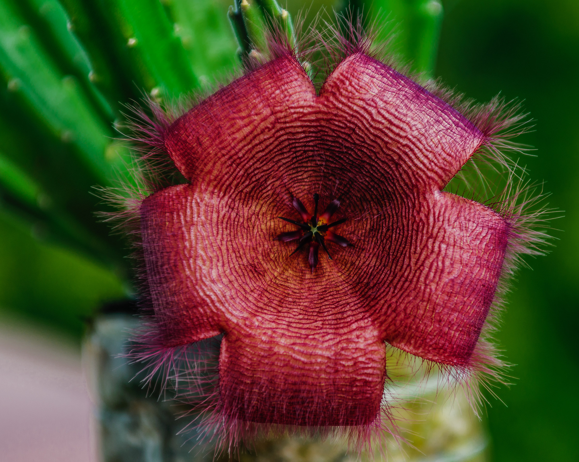 The Flower of Stafelia