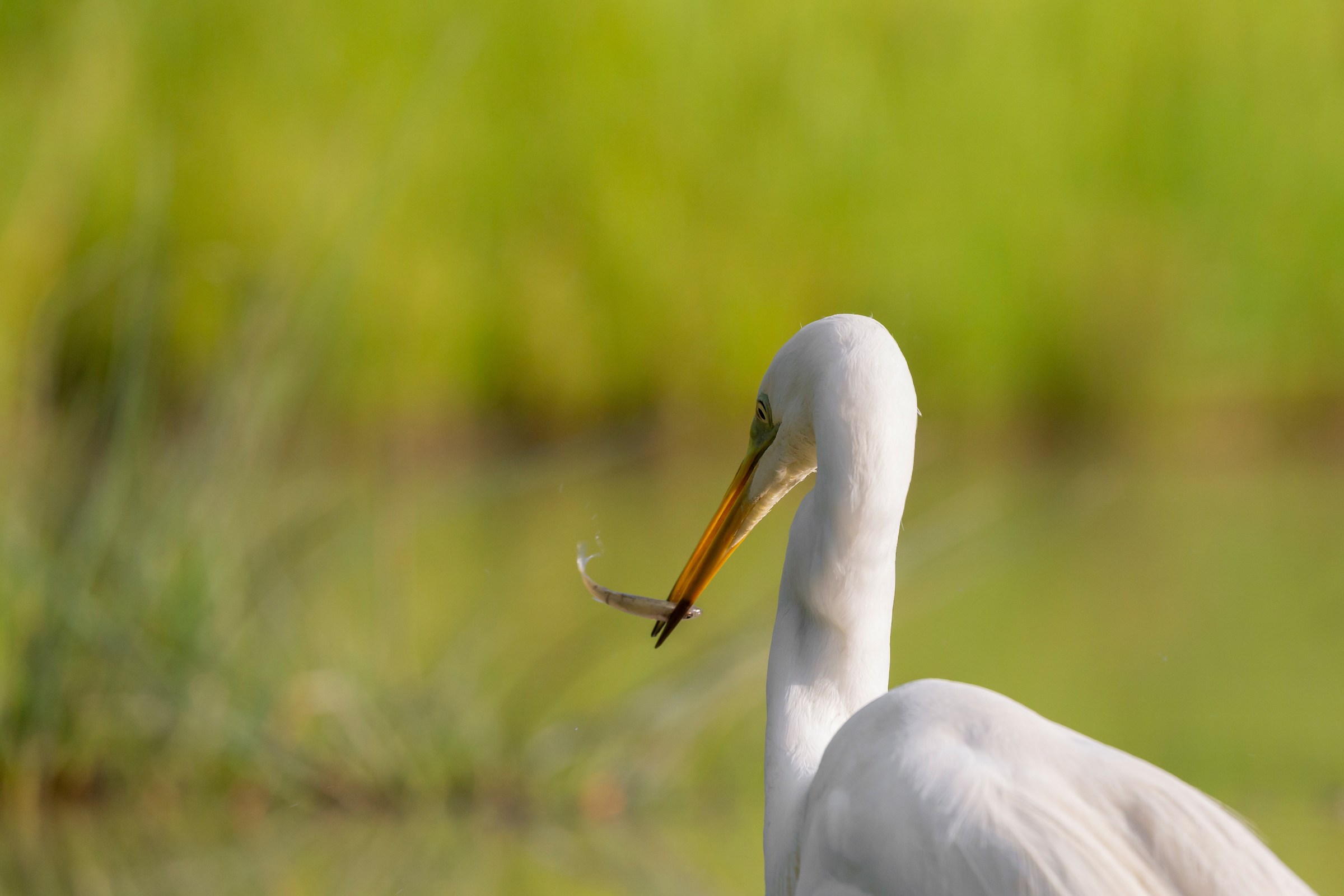 But Famme Magnà but that gives me a damn