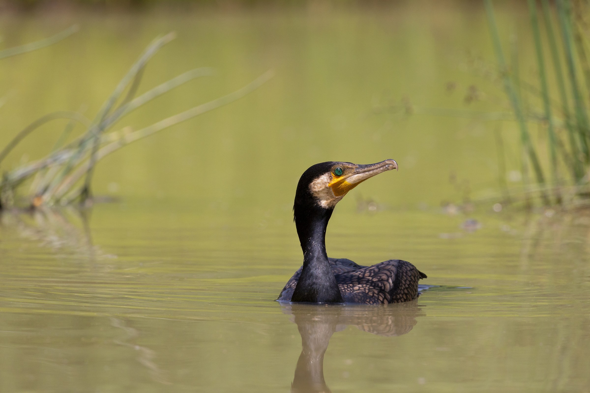 Cormorant